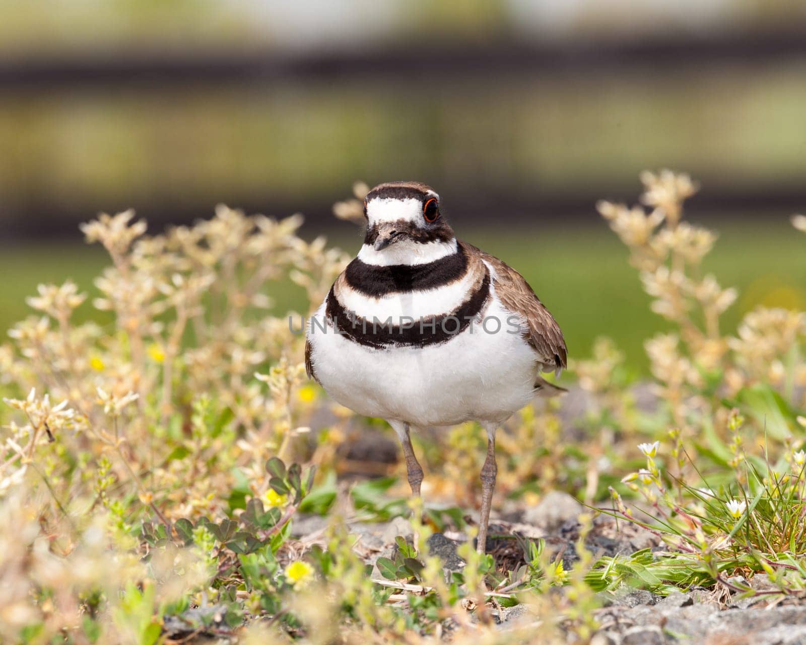 Close up shot of Killdeer bird at nesting time and defending its young with aggressive dance