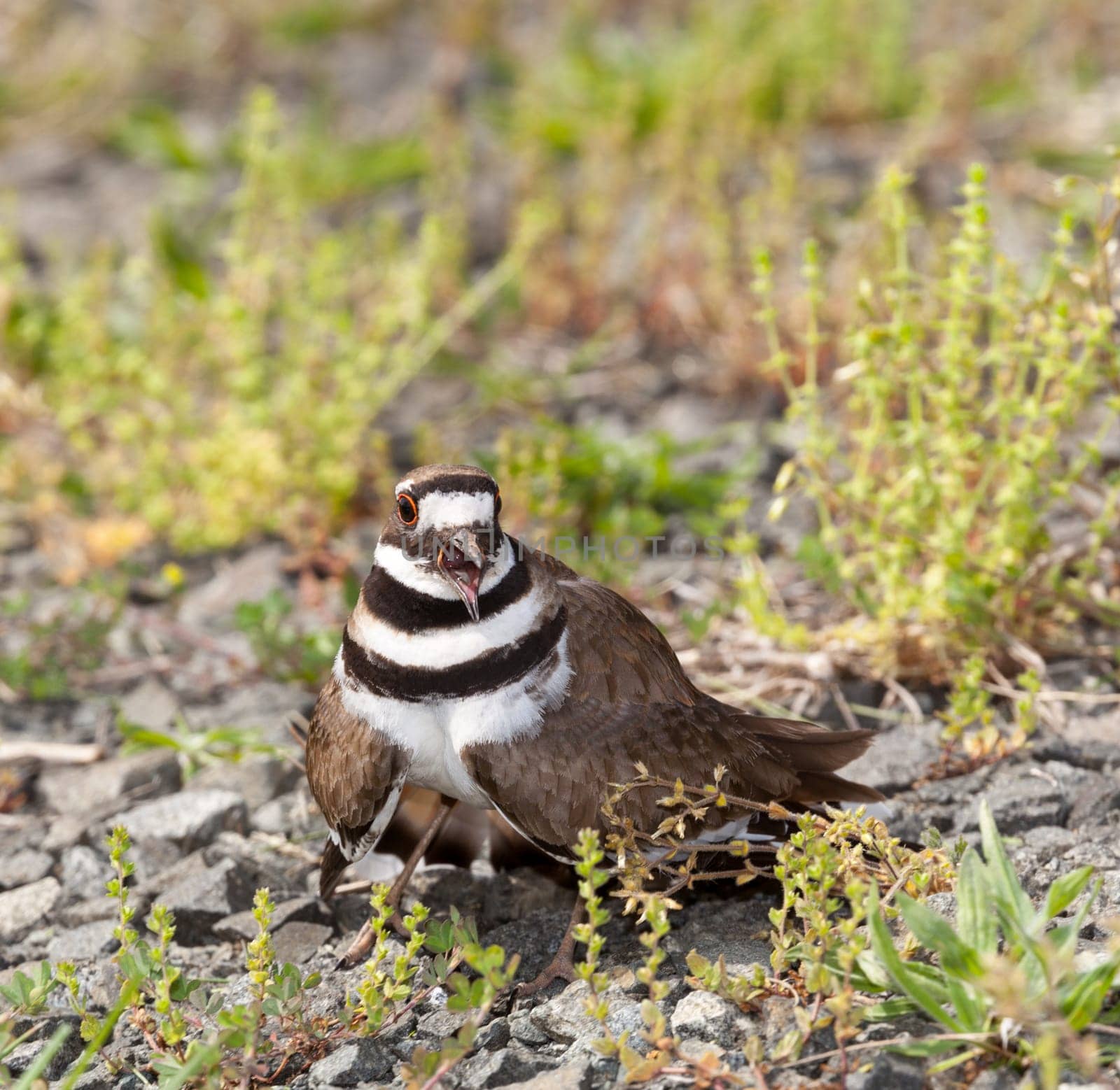 Close up shot of Killdeer bird at nesting time and defending its young with aggressive dance