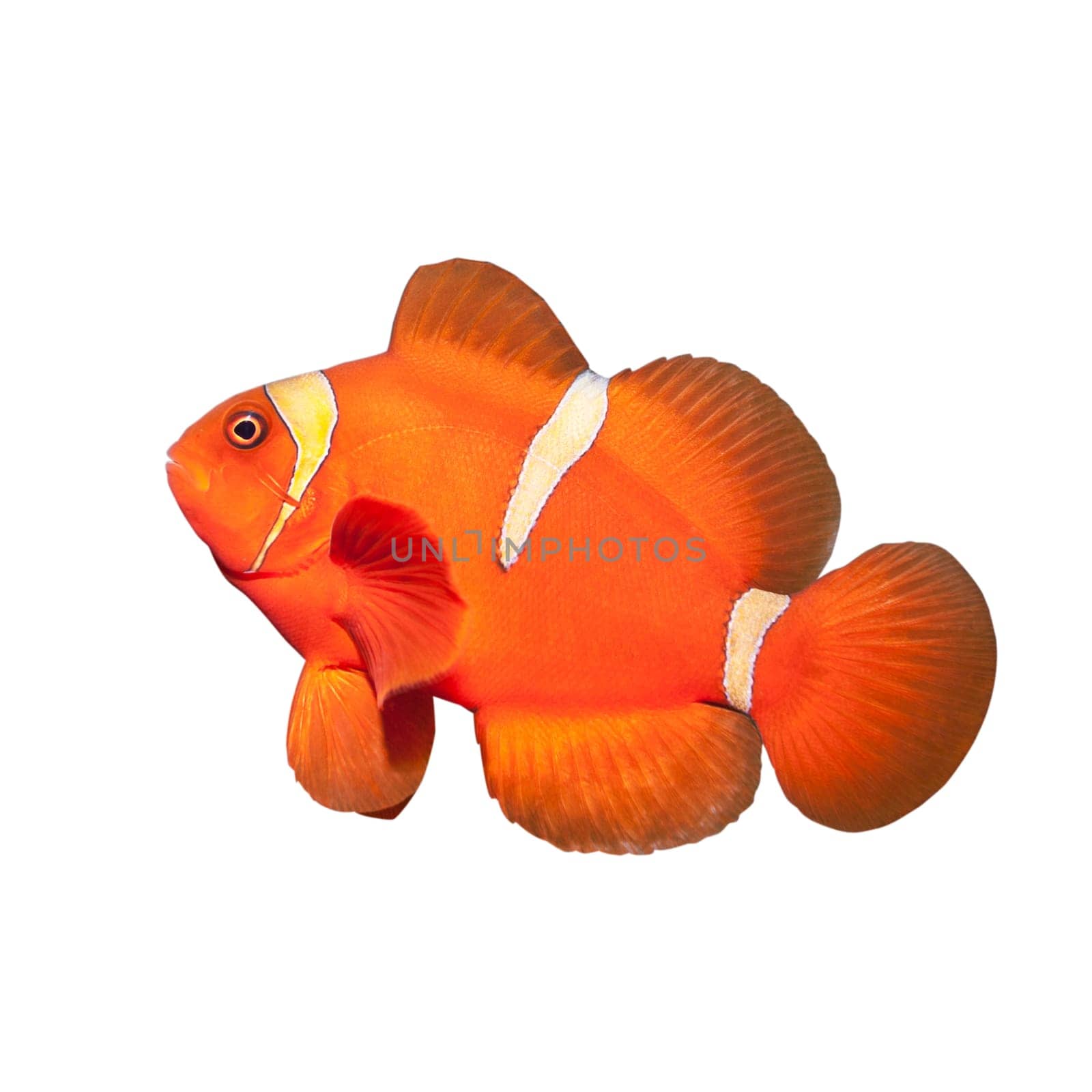 Cute clownfish isolated on a white background