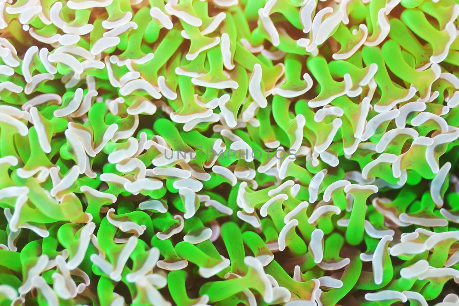 Texture of a bright soft coral underwater