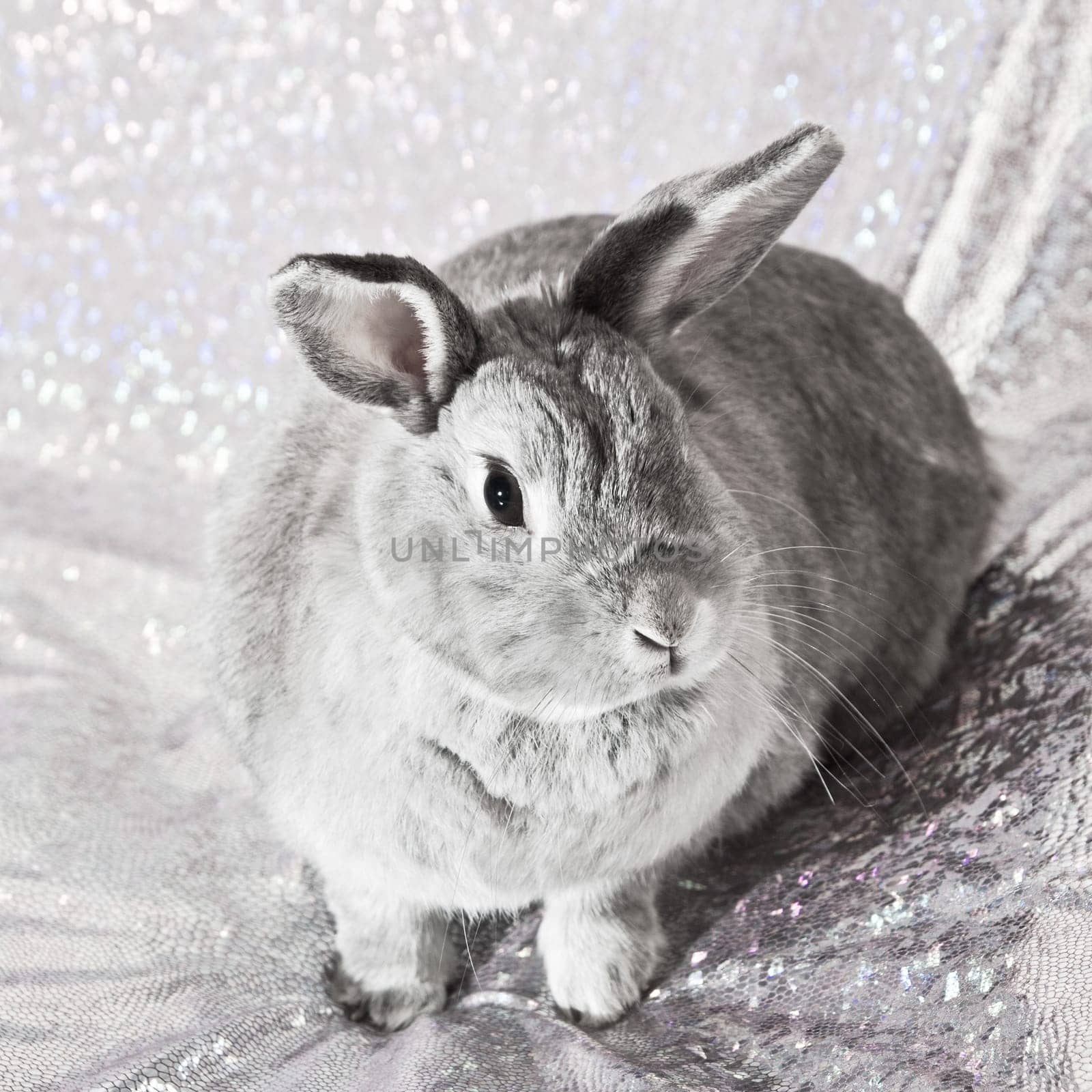 Studio shot of cute domestic rabbit sitting.