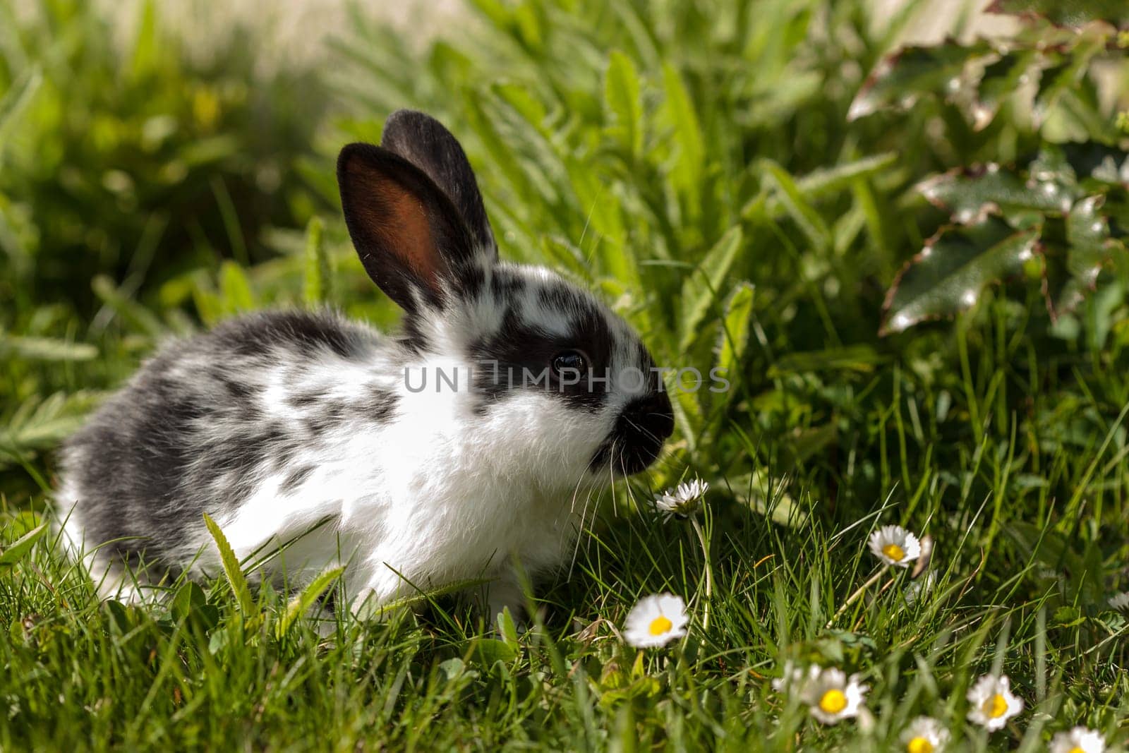 little bunny
