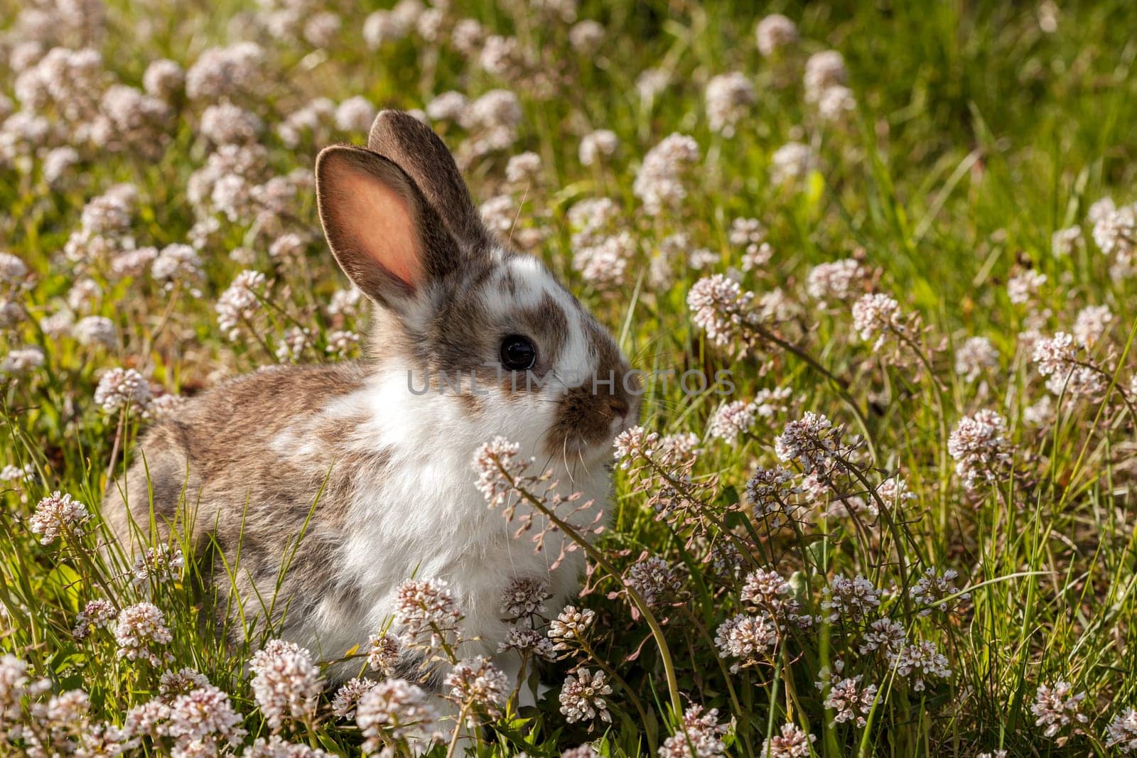 little bunny
