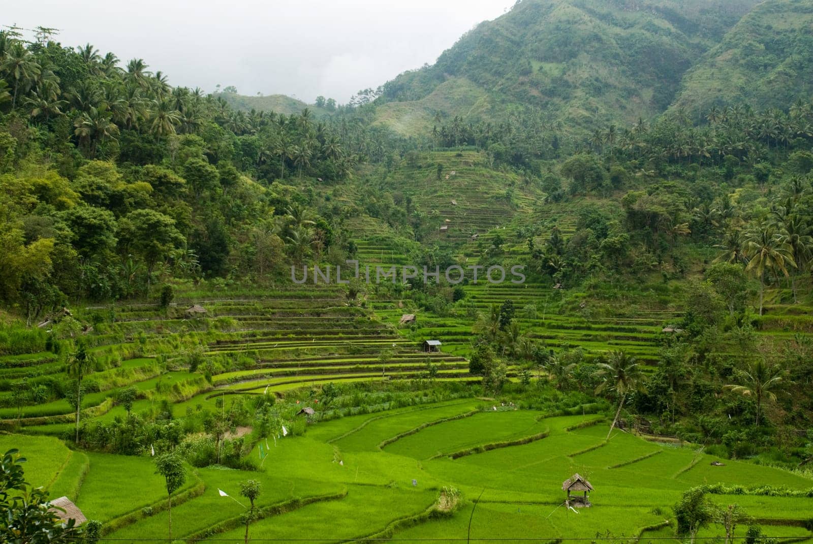 Balinese landscape with terraced rice paddies