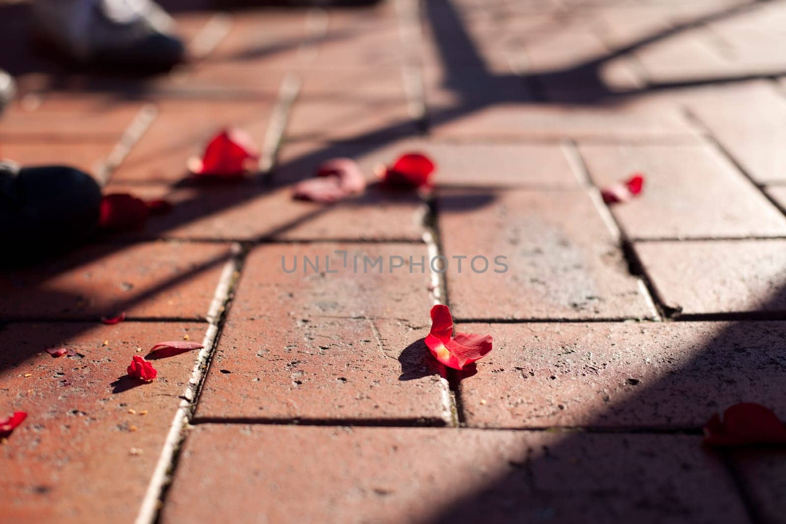 Rose petals on the ground during a wedding