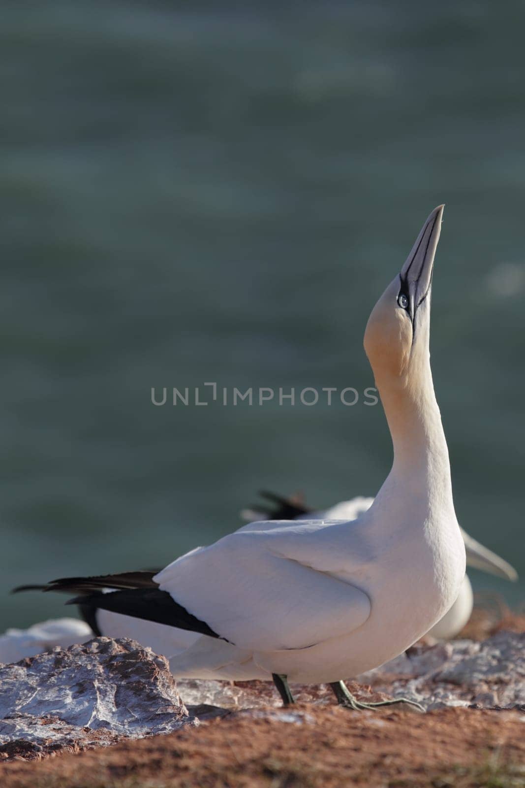 Northern gannet (Morus bassanus) on a cliff on Heligoland.