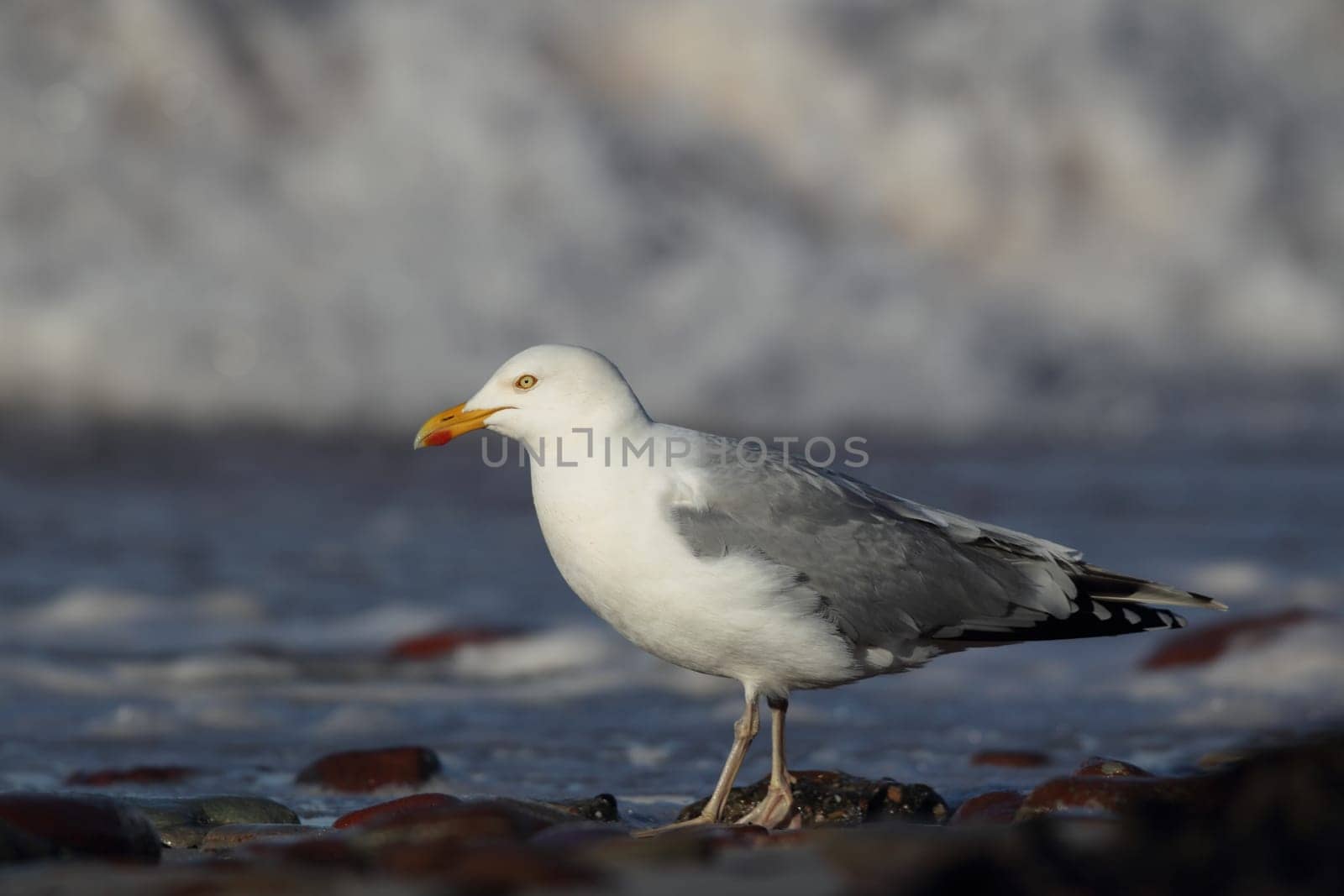 Herring gull (Larus argentatus) on the beach of Heligoland