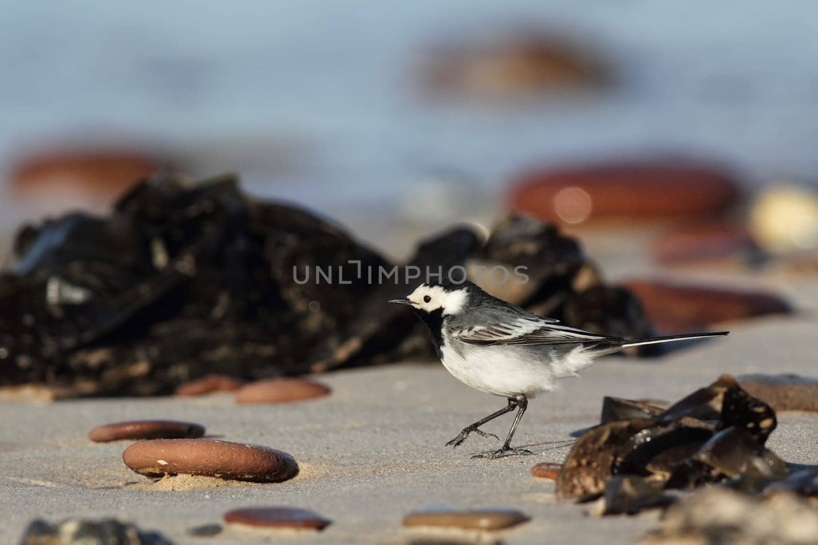 Wagtail (Motacilla alba) on the beach of Heligoland
