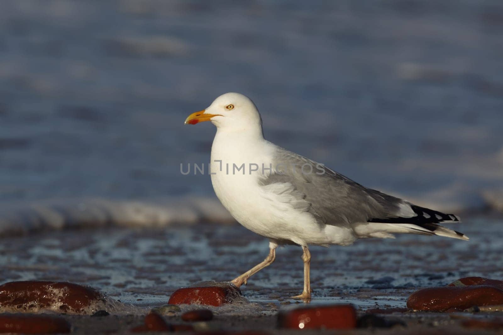 Herring gull (Larus argentatus) on the beach of Heligoland