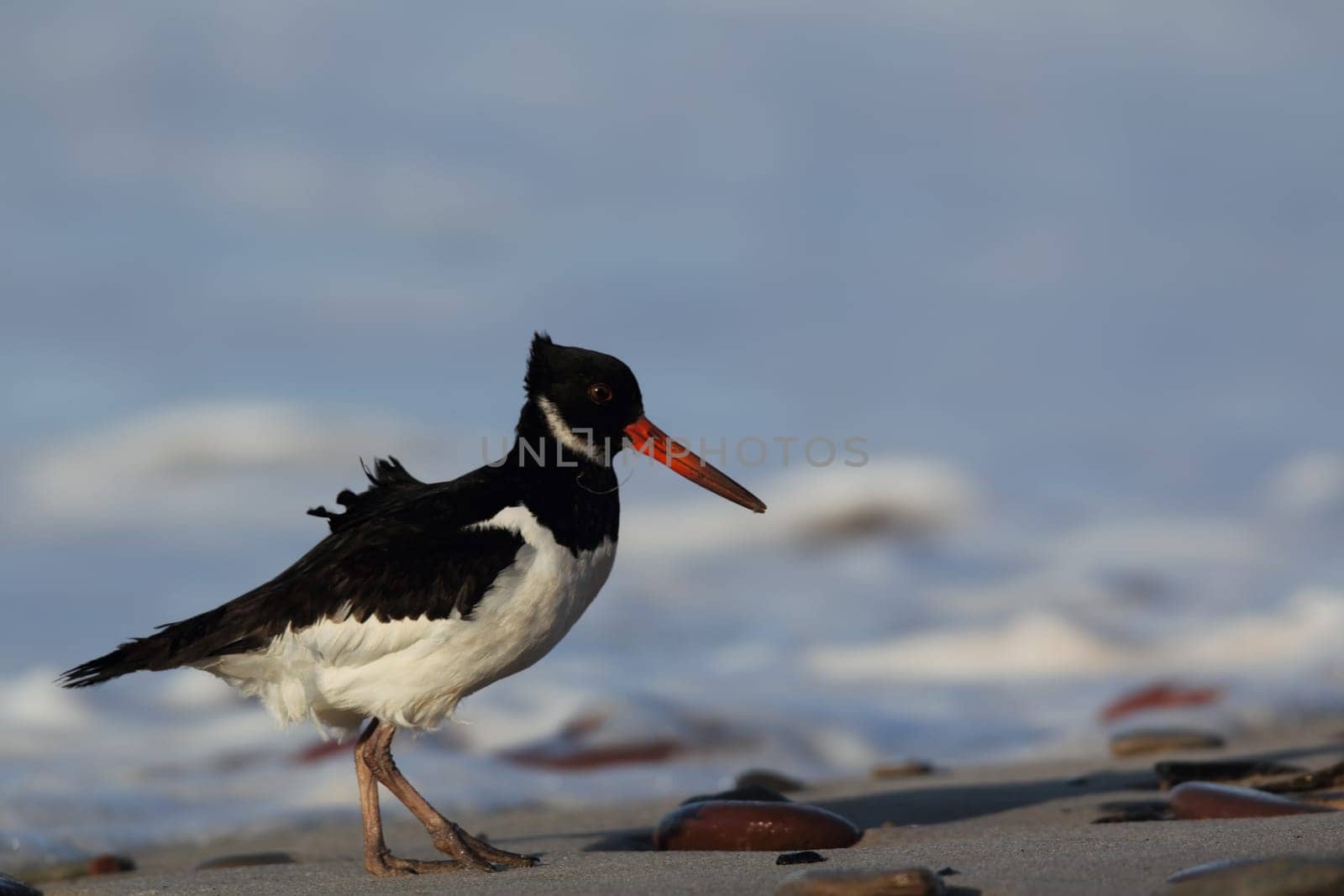 Oystercatcher (Haematopus ostralegus) on the beach of Heligoland
