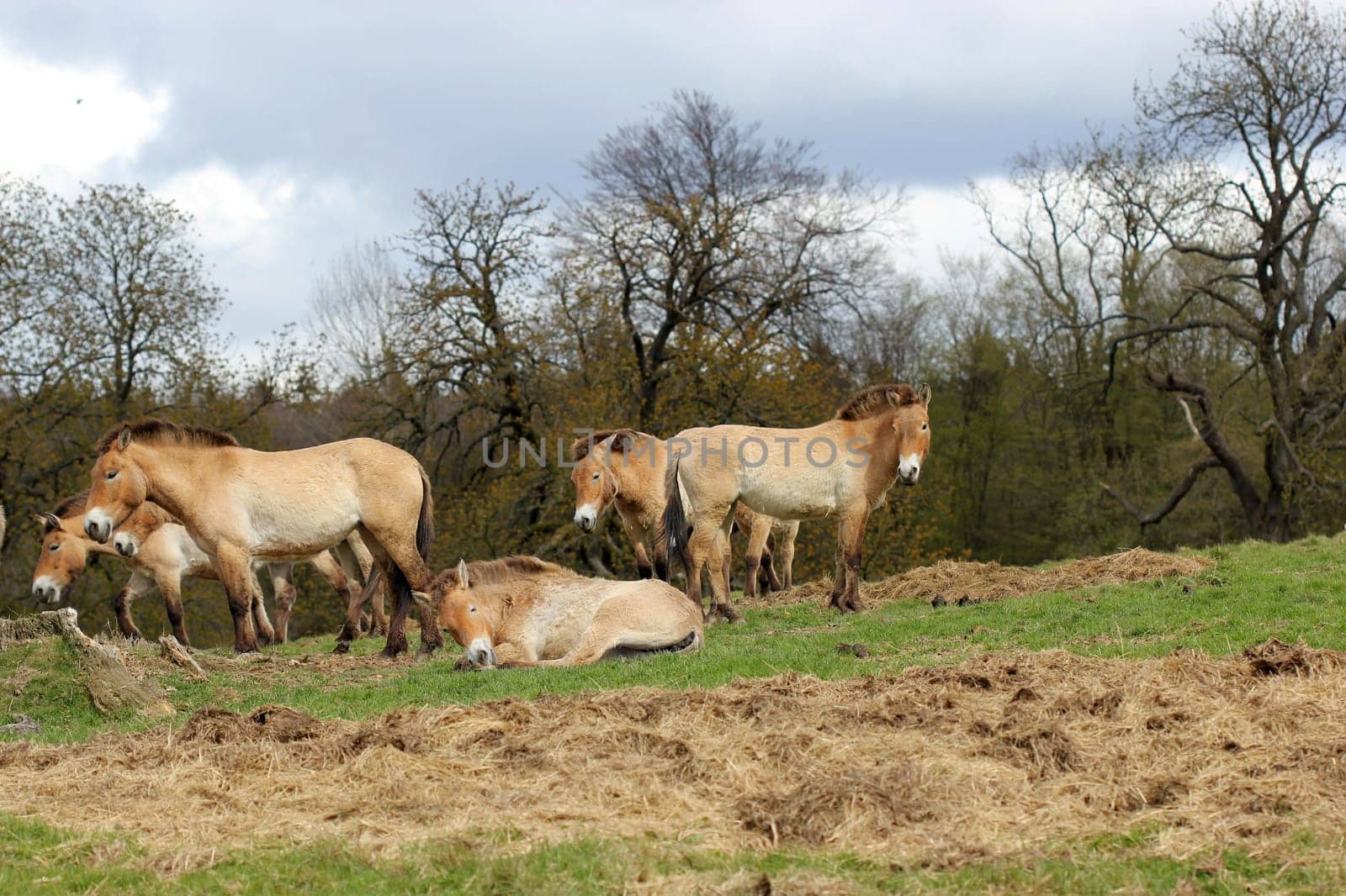 Przewalski's horses at Sababurg Zoo