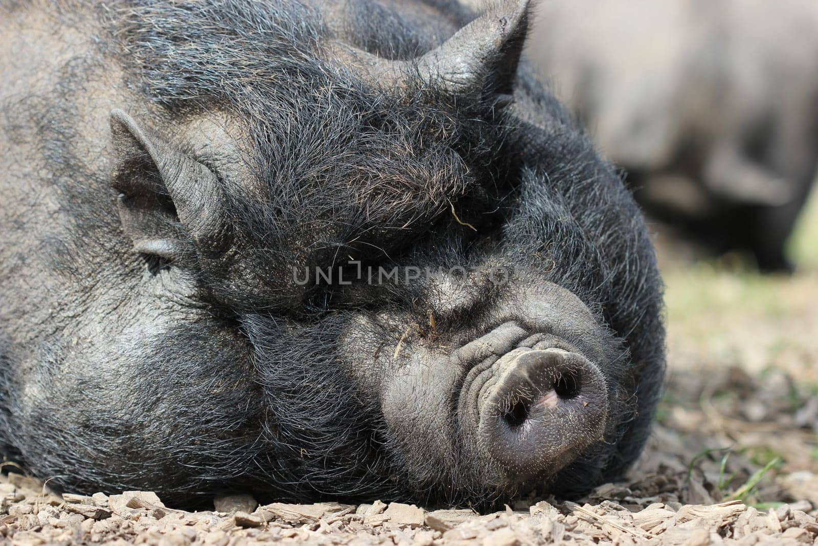Sleeping pot-bellied pig at Sababurg Zoo