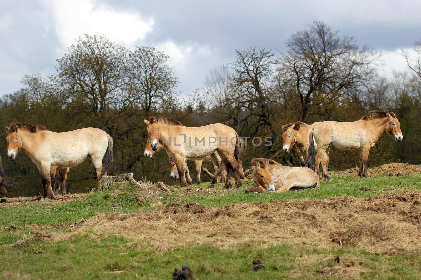 Przewalski's horses at Sababurg Zoo