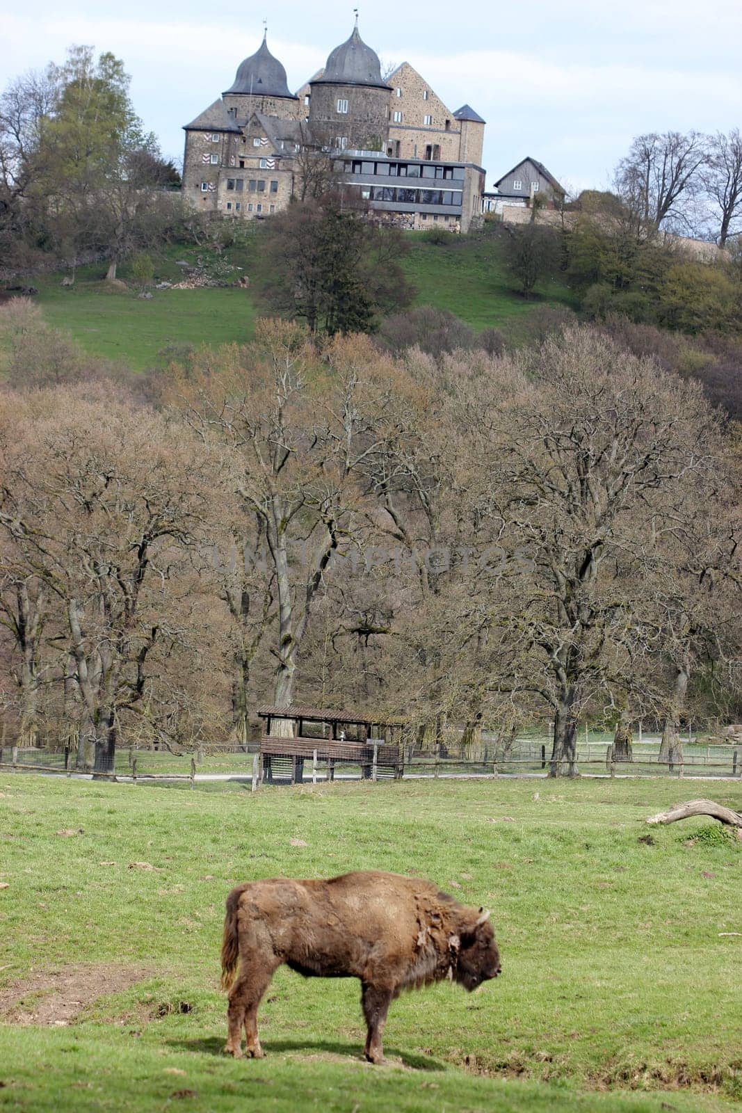 Bison in front of the Sababurg