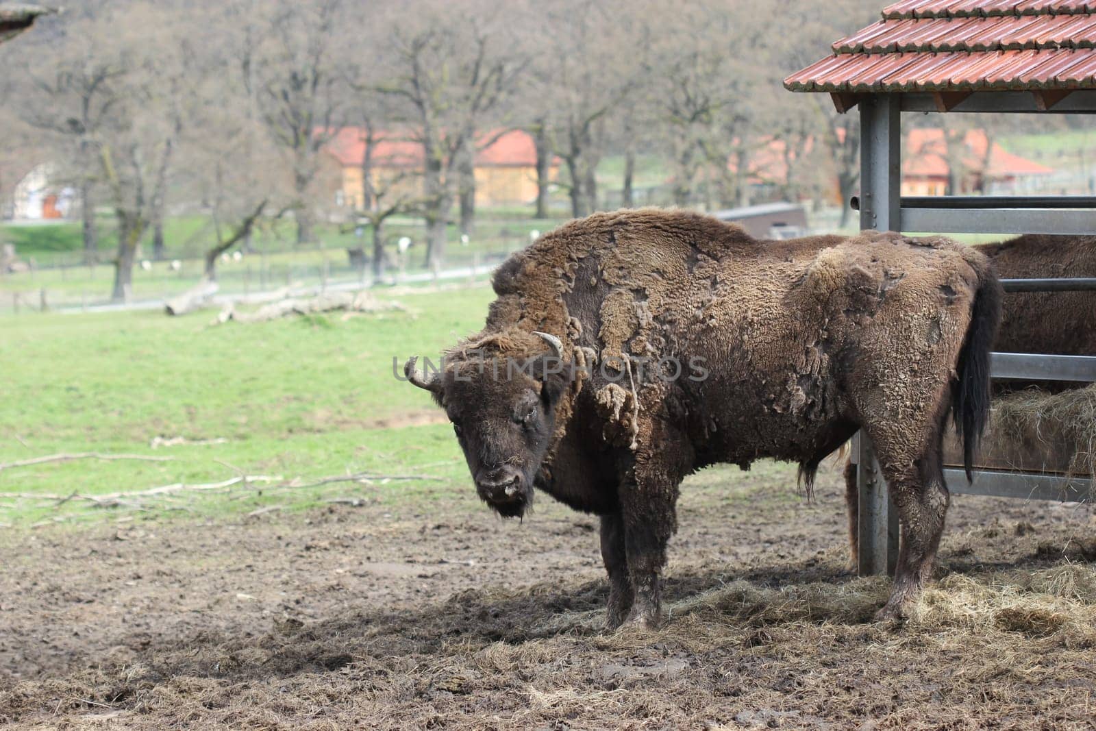 Bull bison at Sababurg Zoo