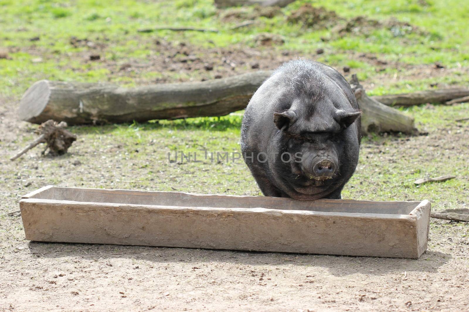 Pot-bellied pig at the feeding trough