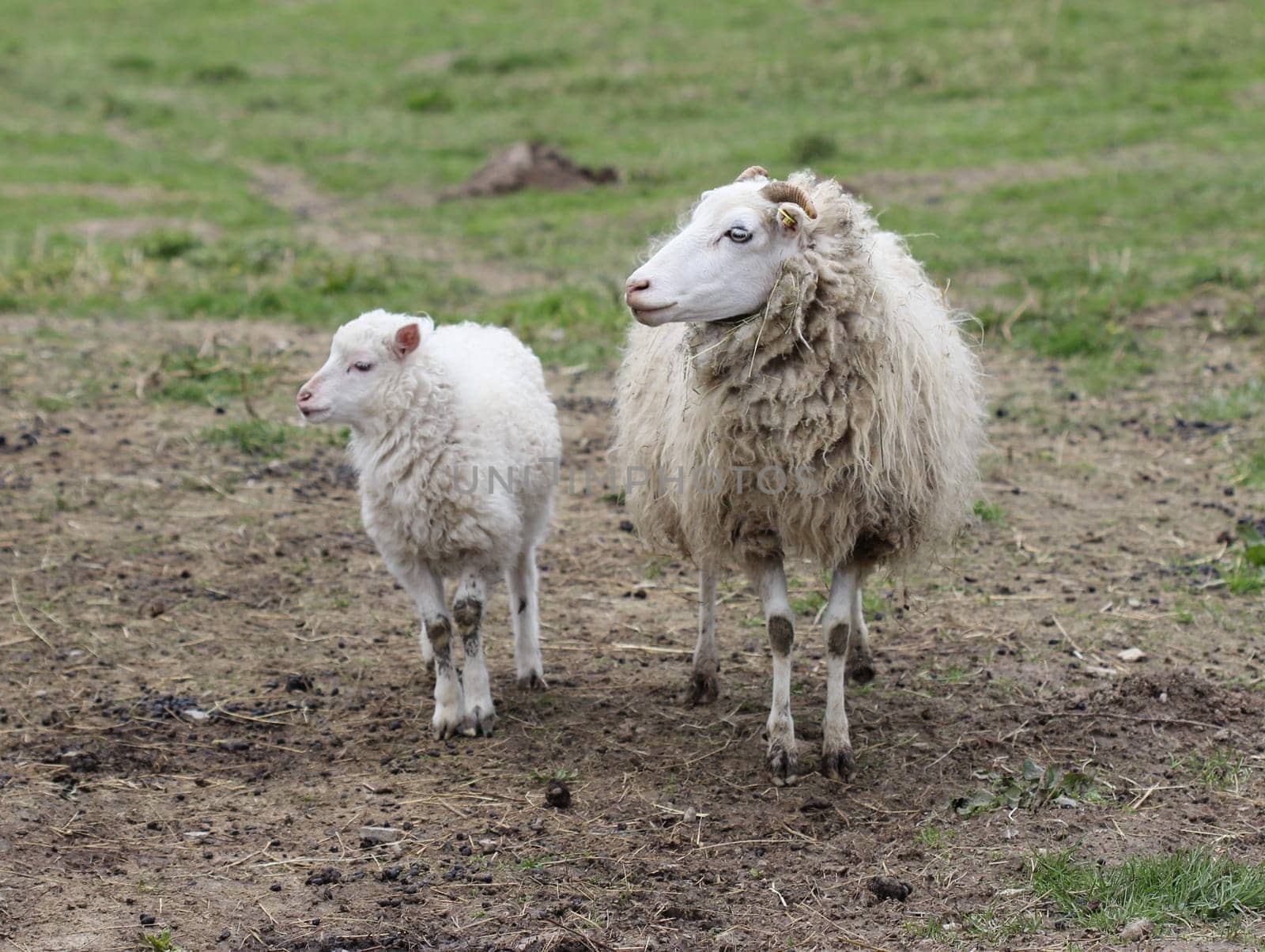 Skudden lamb with his mother