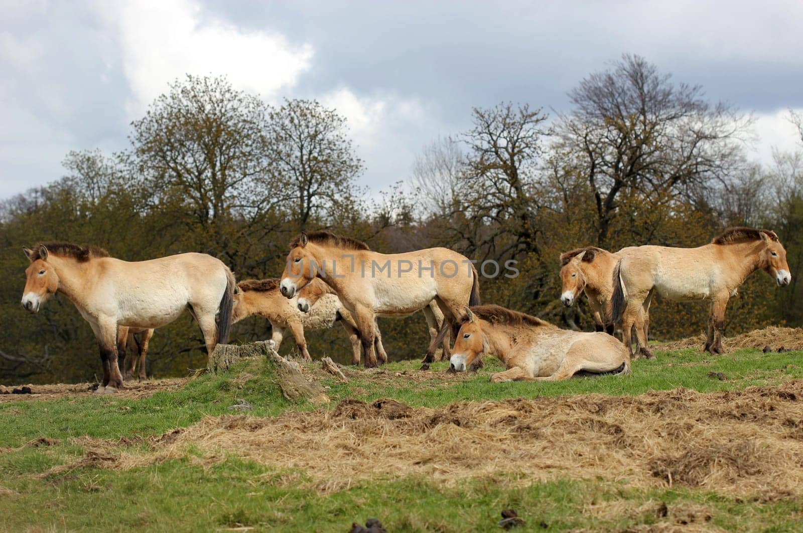 Przewalski's horses at Sababurg Zoo