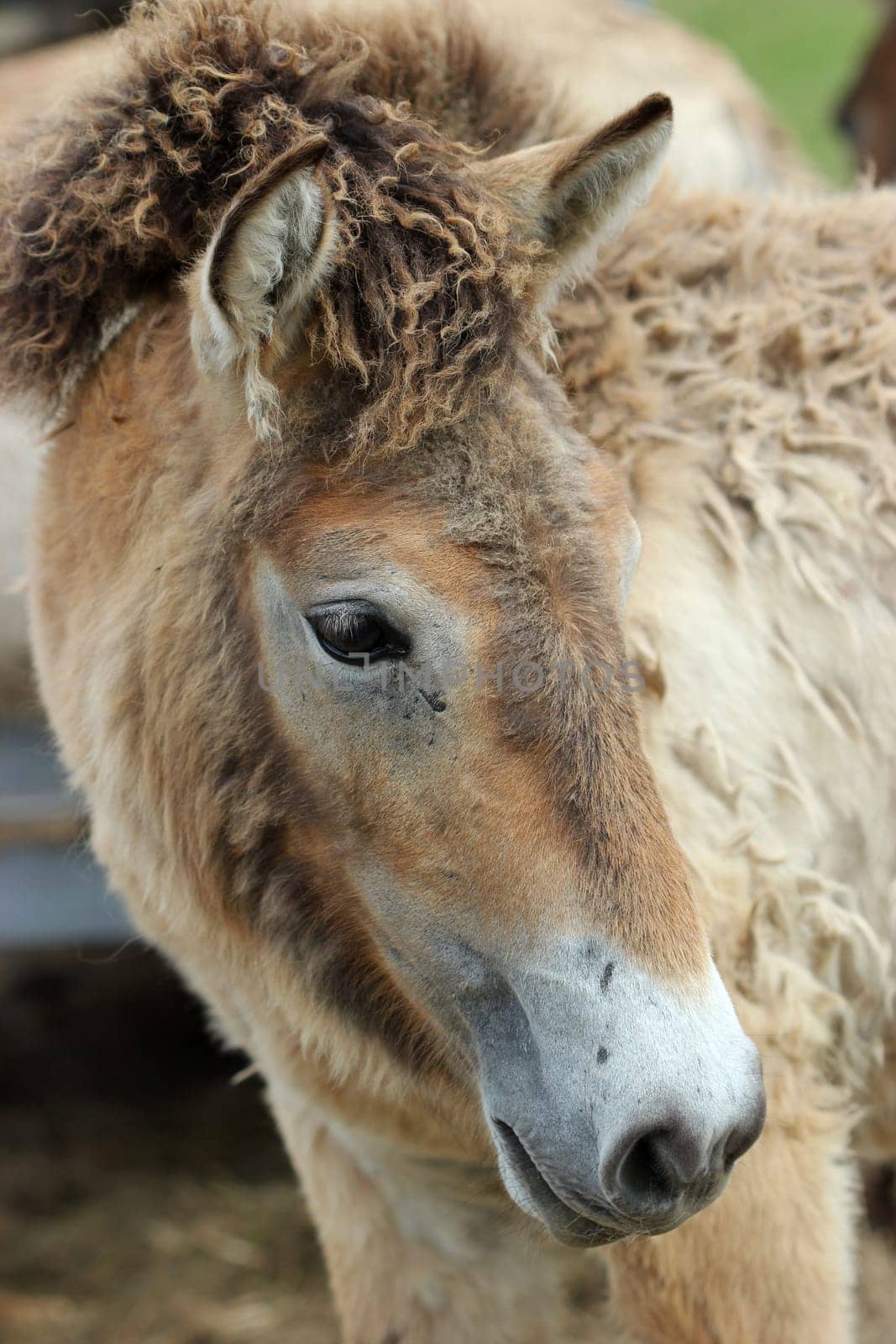 Przewalski's foals in moulting