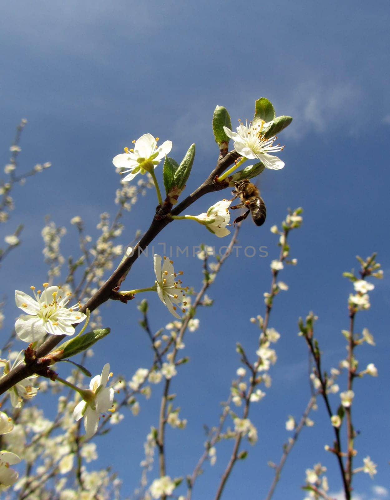Wild plum - Prunus