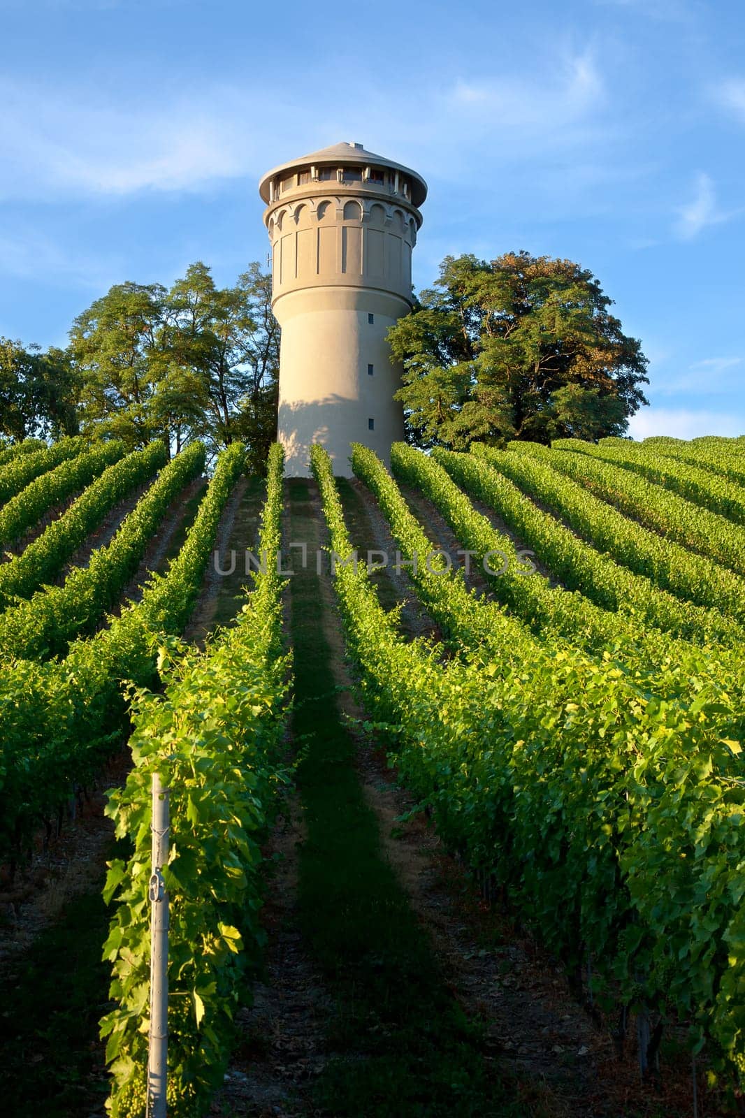 French vineyard - Beautiful lush, green vineyard rising into a perfect blue sky