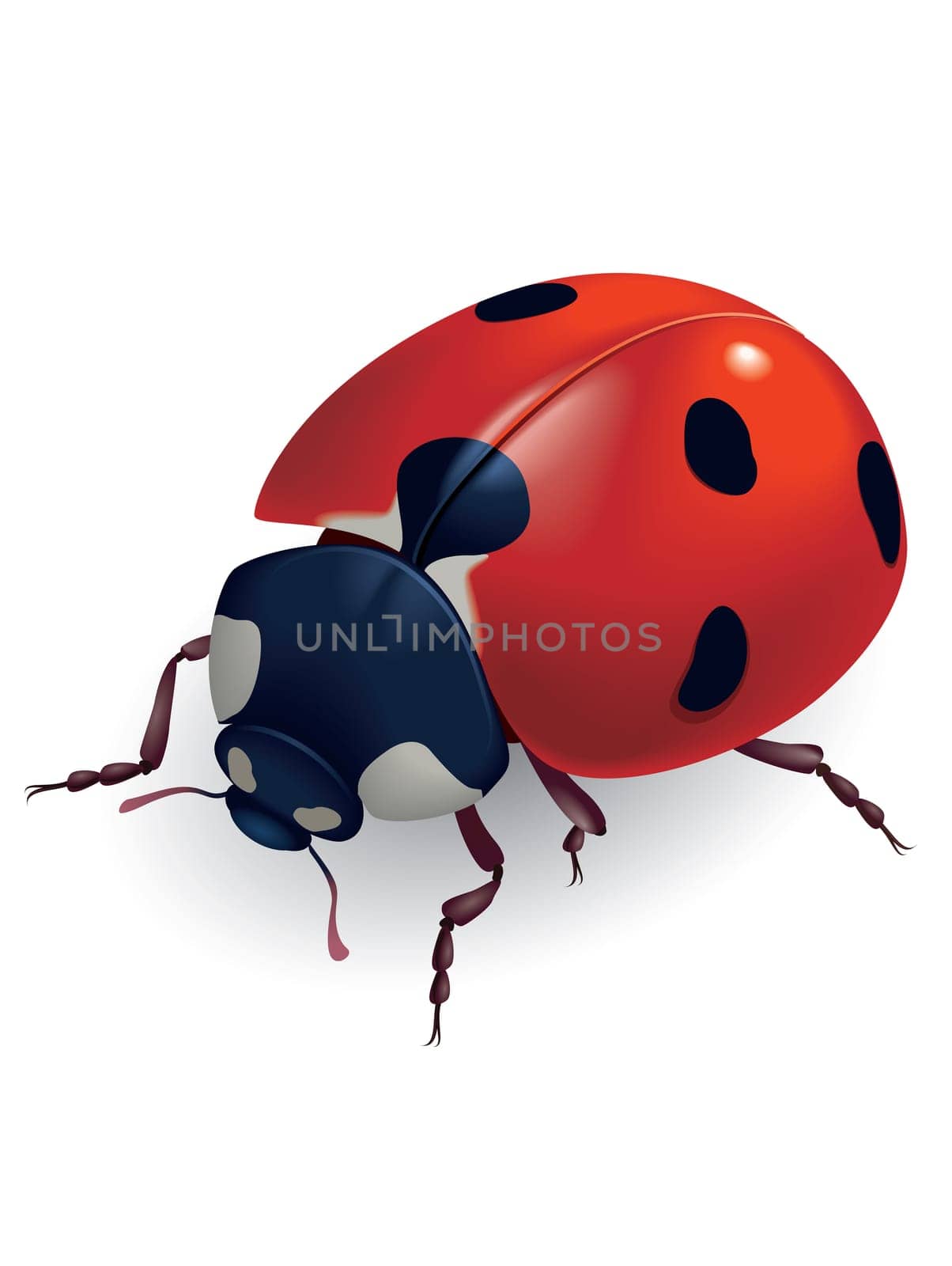 Ladybug. (Lat. Coccinellidae) Vector illustration.