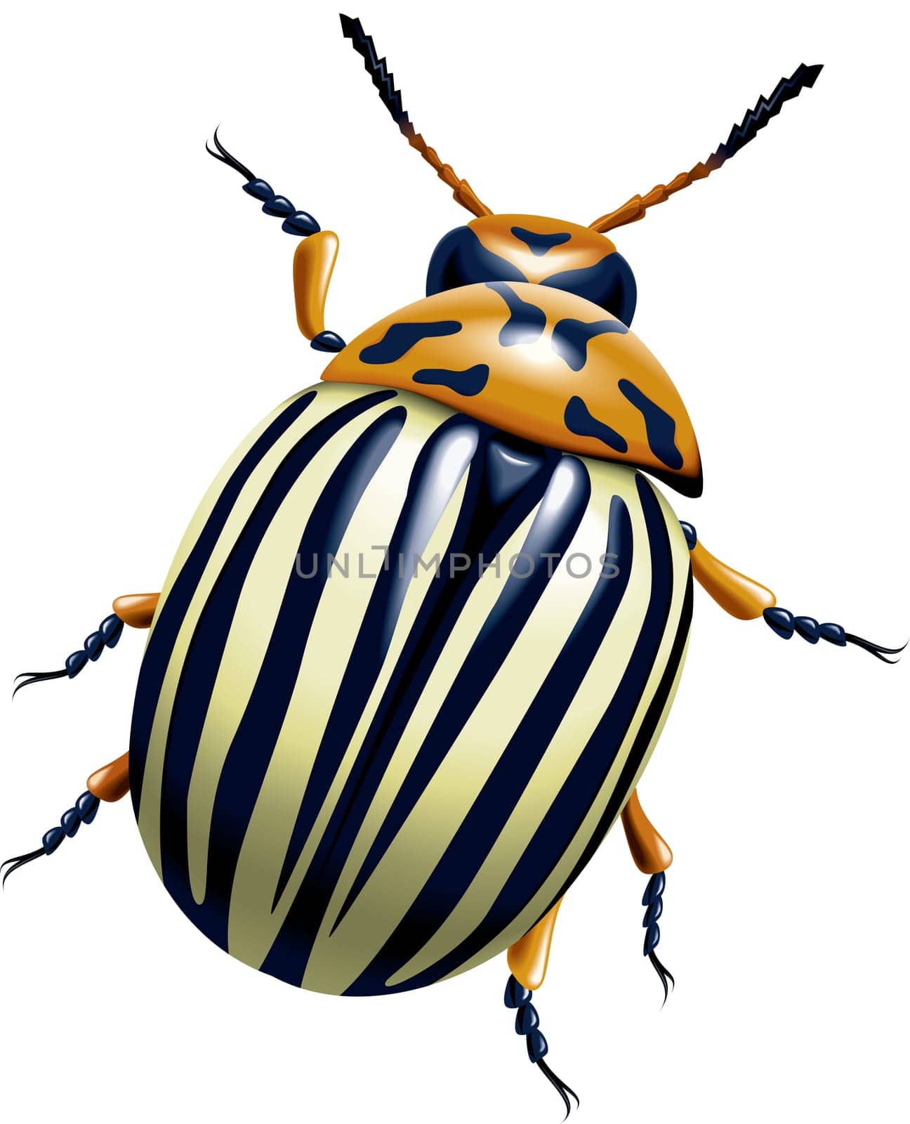 Potato bug (leptinotarsa decemlineata) isolated on the white background