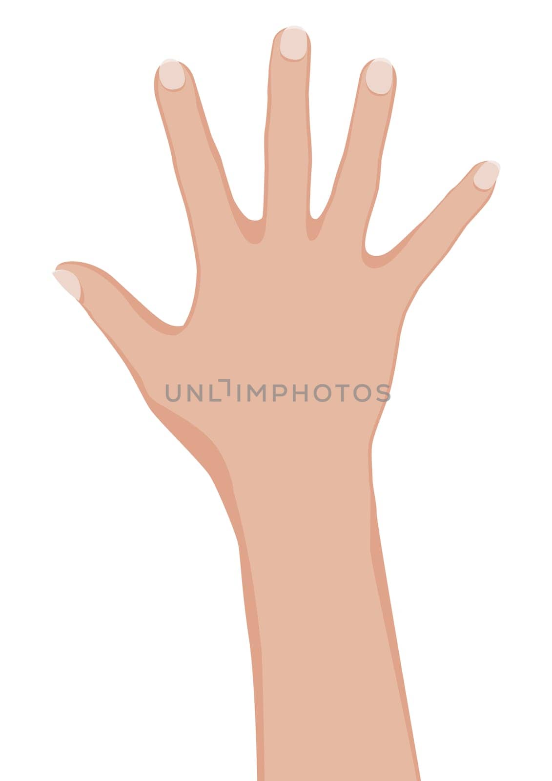 Woman hand. Vector illustration on white background.