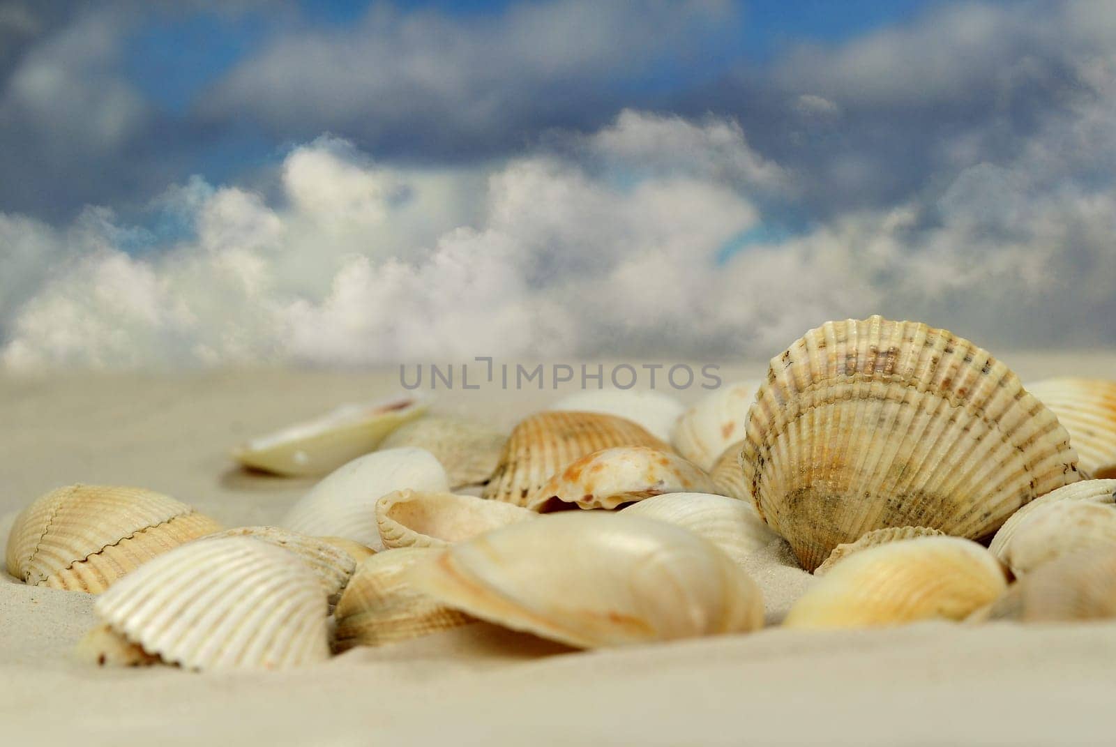 Mussels