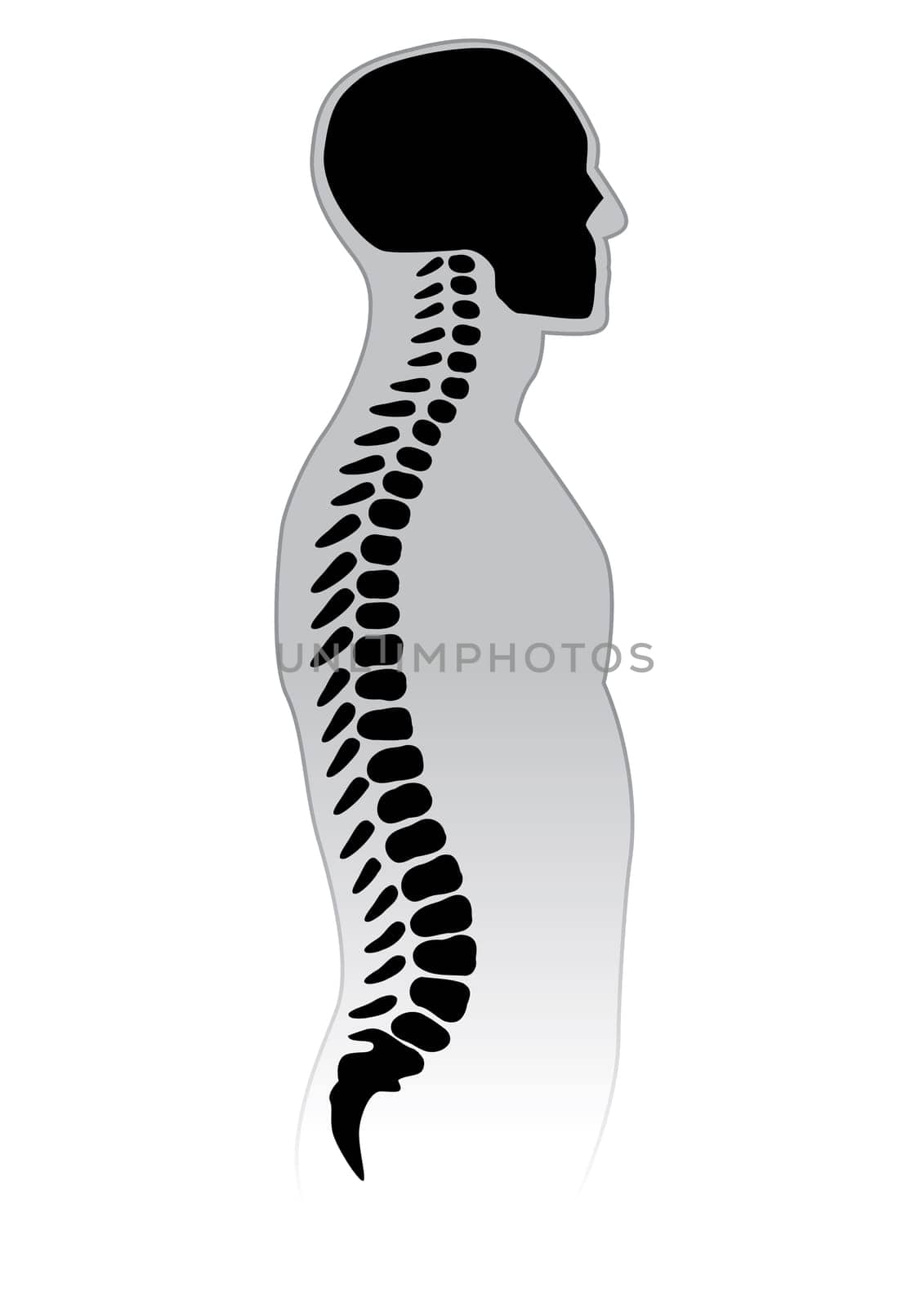 Human Spine. Black and white vector illustration.