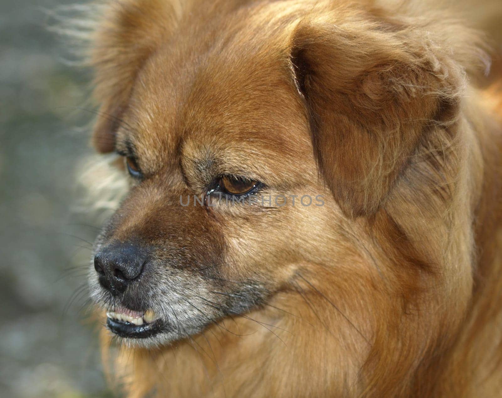 Dog Portrait - Foxy