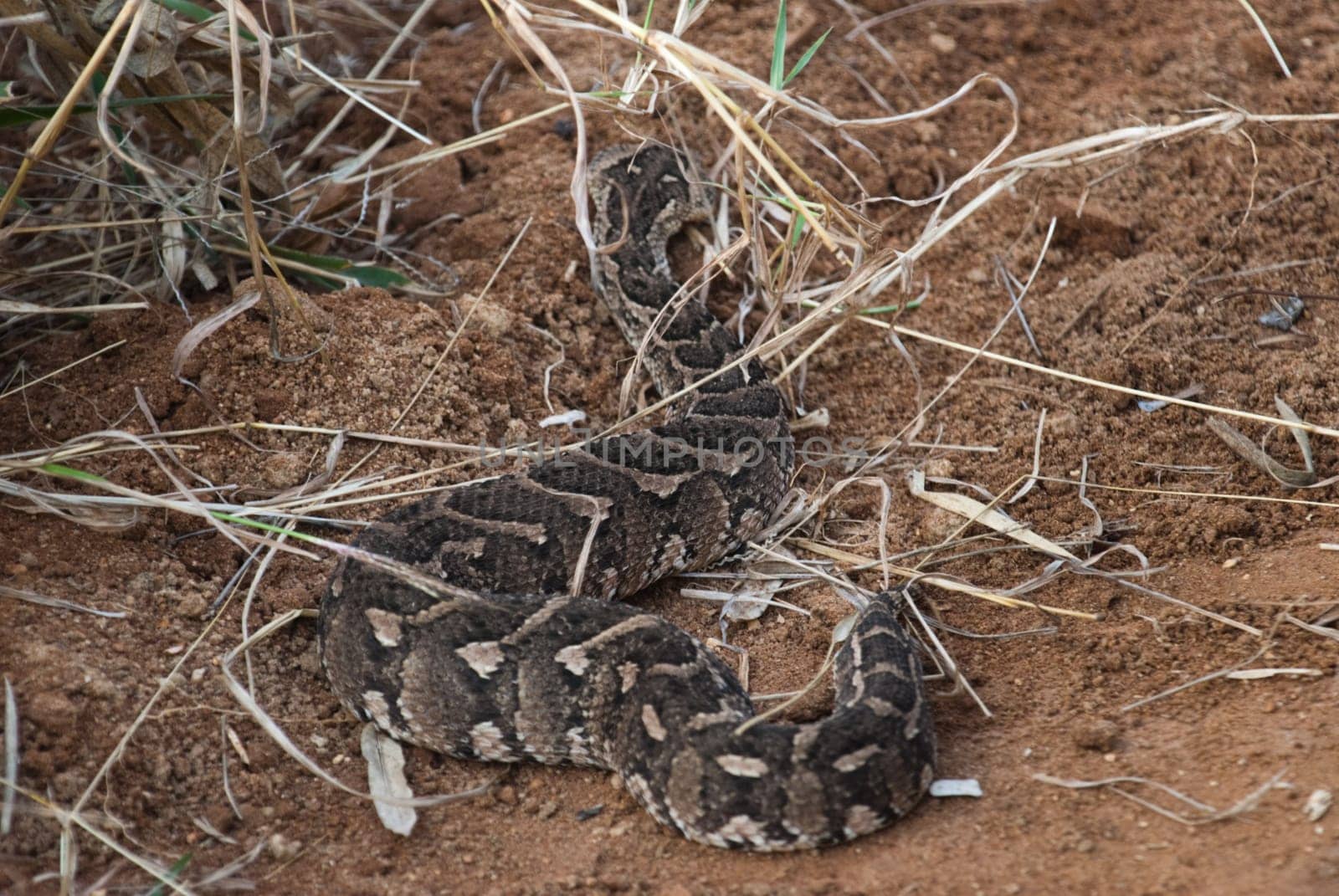 PUFF ADDER (Bitis arietans) in the bush