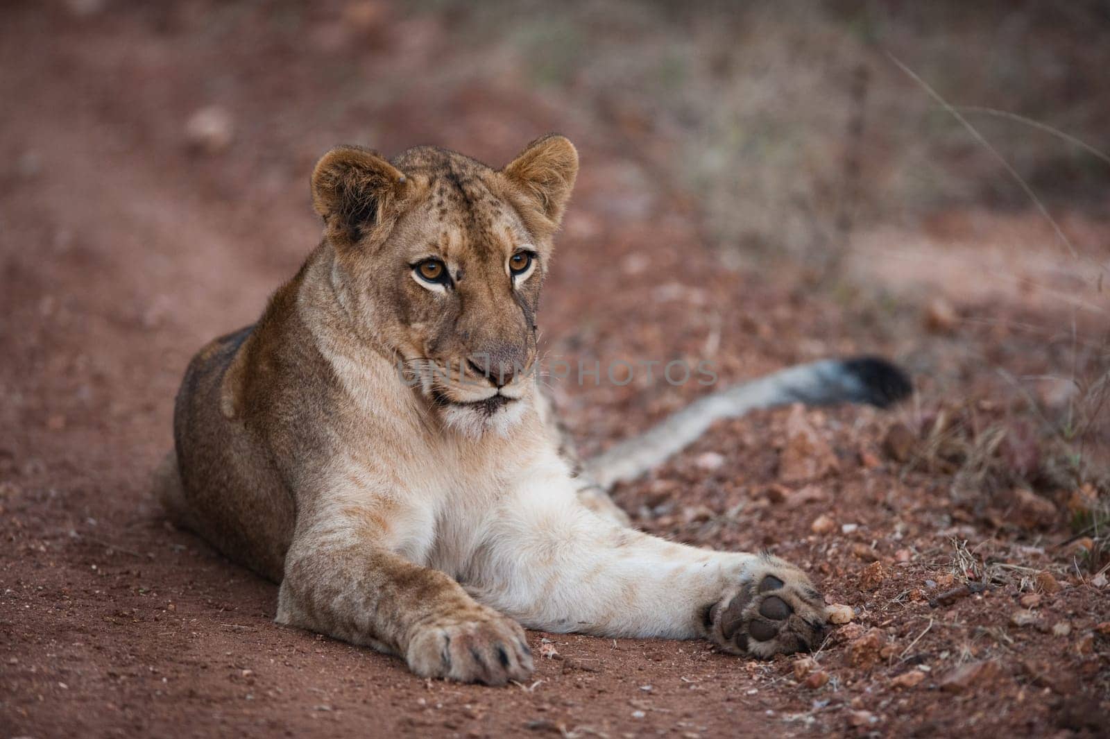 Female lion relaxing on a dirt path