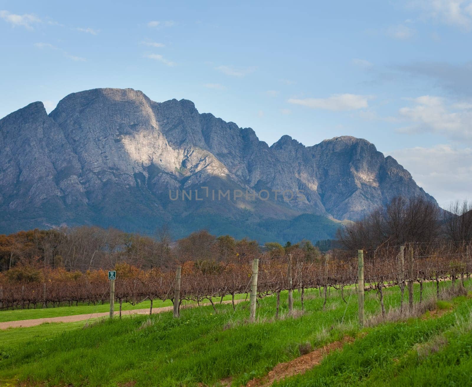 Vineyard and mountain background, Franschhoek, South Africa