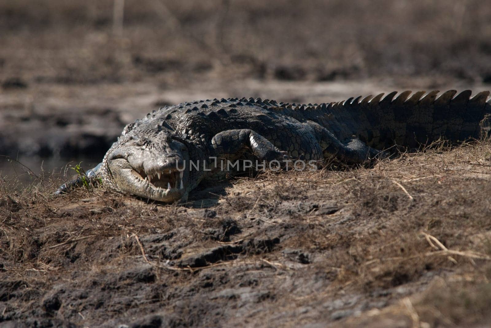 Crocodile baring teeth, Chobe National Park, Botswana