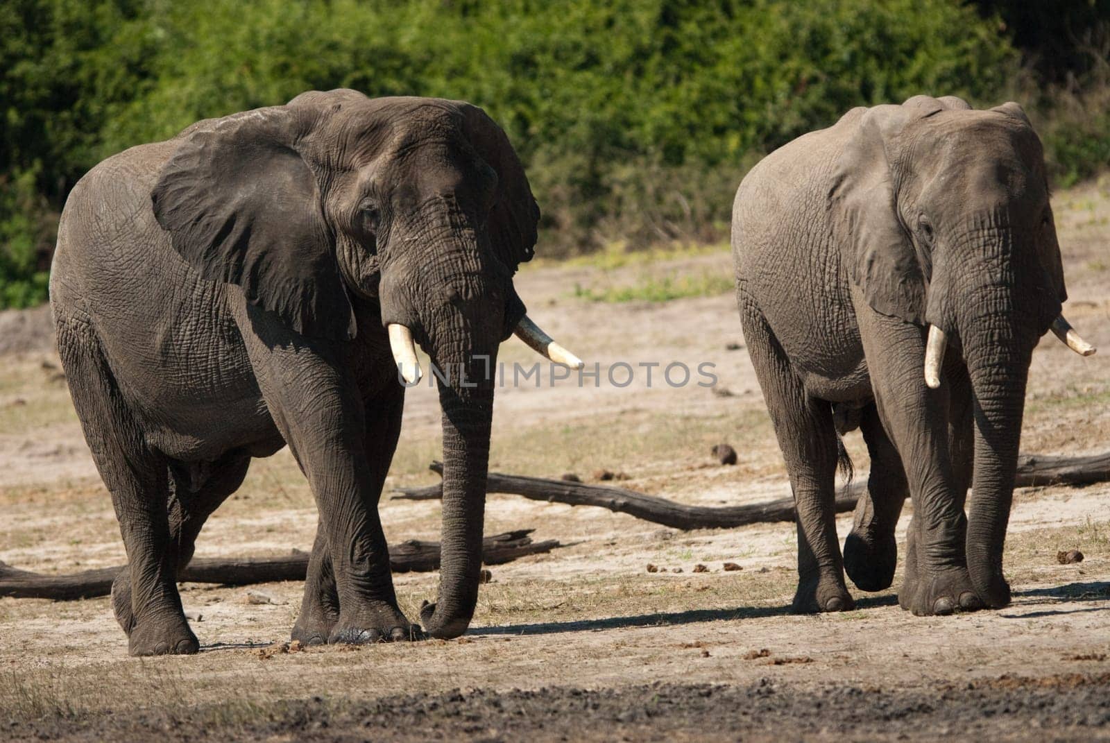 Two AFRICAN BUSH ELEPHANTS (Loxodonta africana) walking