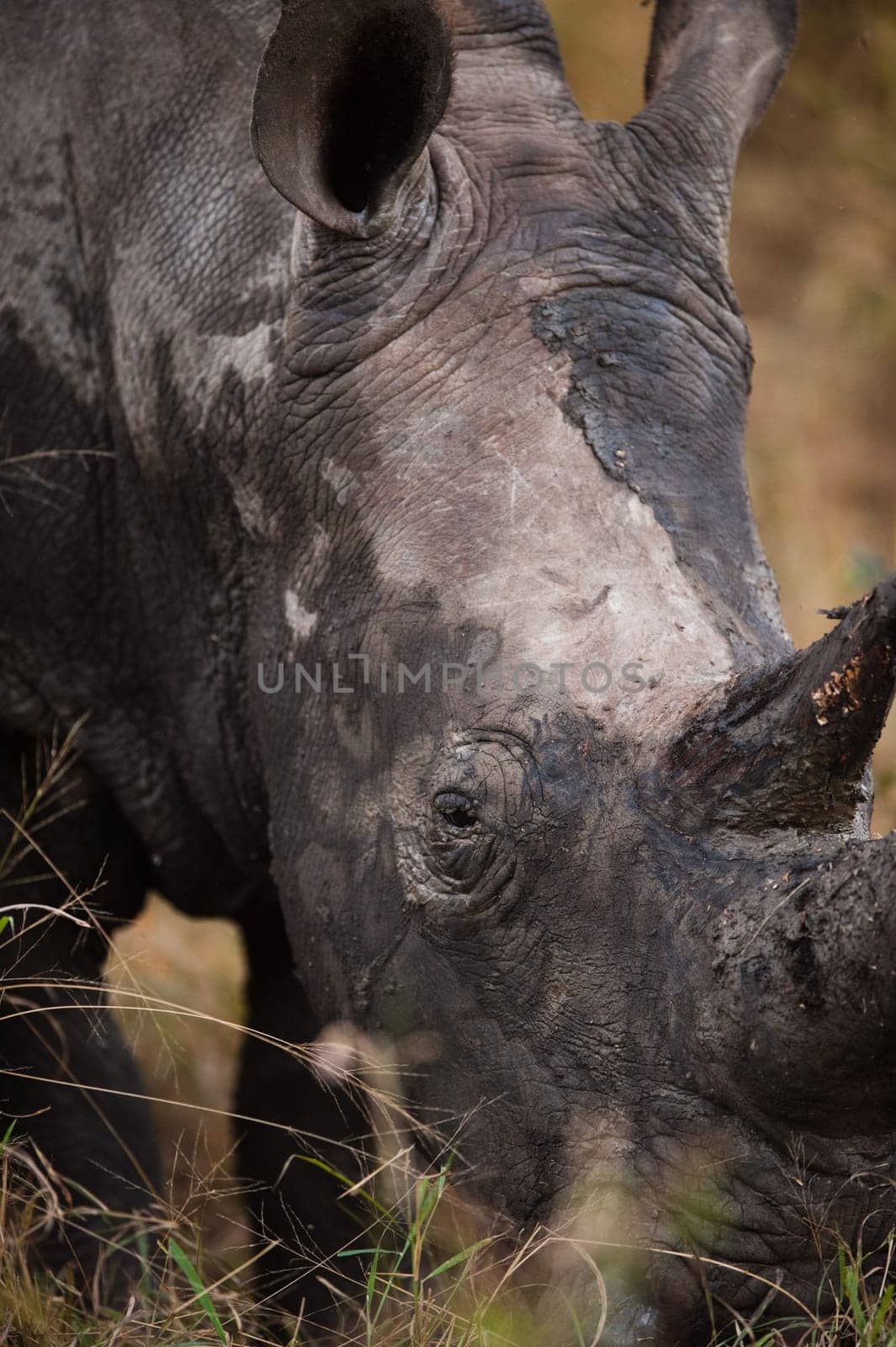 SOUTHERN WHITE RHINOCEROS (Ceratotherium simum simum) grazing