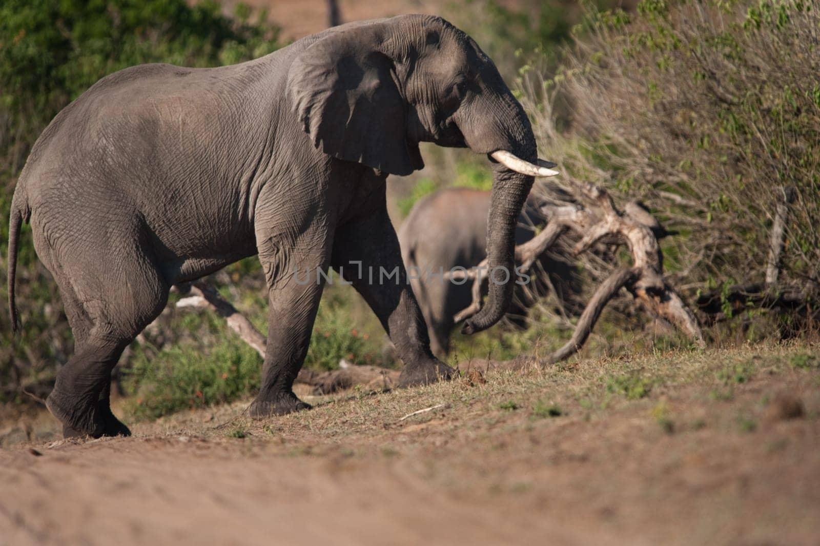 AFRICAN BUSH ELEPHANT (Loxodonta africana) walking uphill