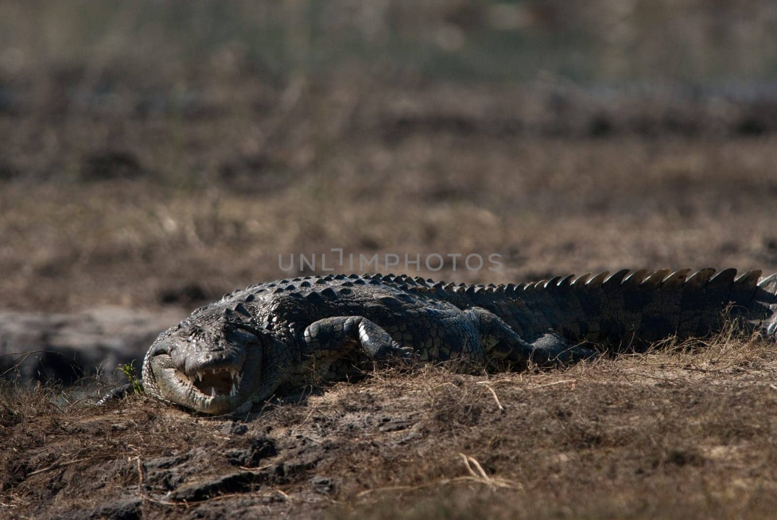 Crocodile baring teeth, Chobe National Park, Botswana