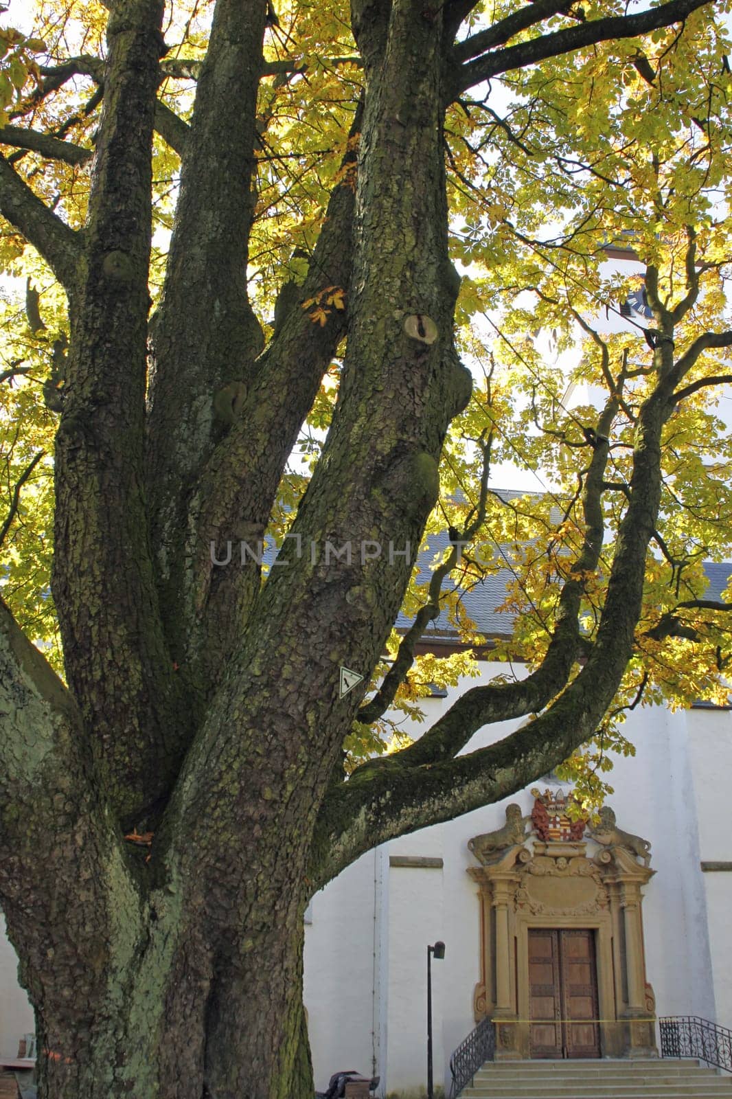 Chestnut tree at the church Schloss Neuhaus