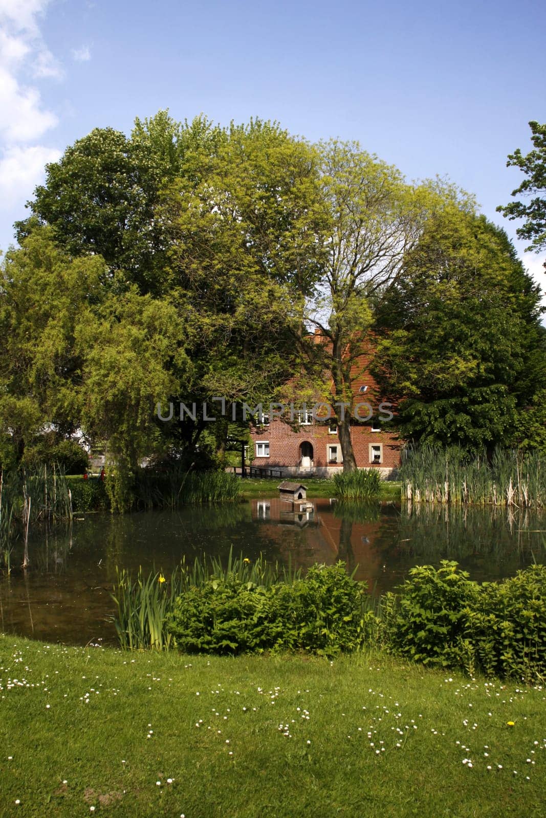 Village pond in Sonneborn