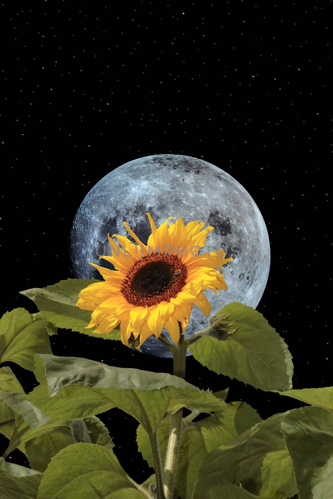 a tall sunflower with bee against a beautiful blue moon and starry sky