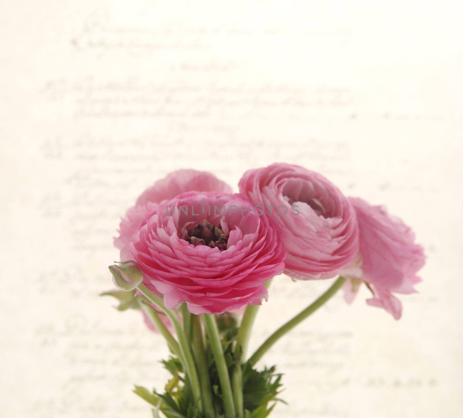 pink ranunculus seen against old-fashioned handwriting