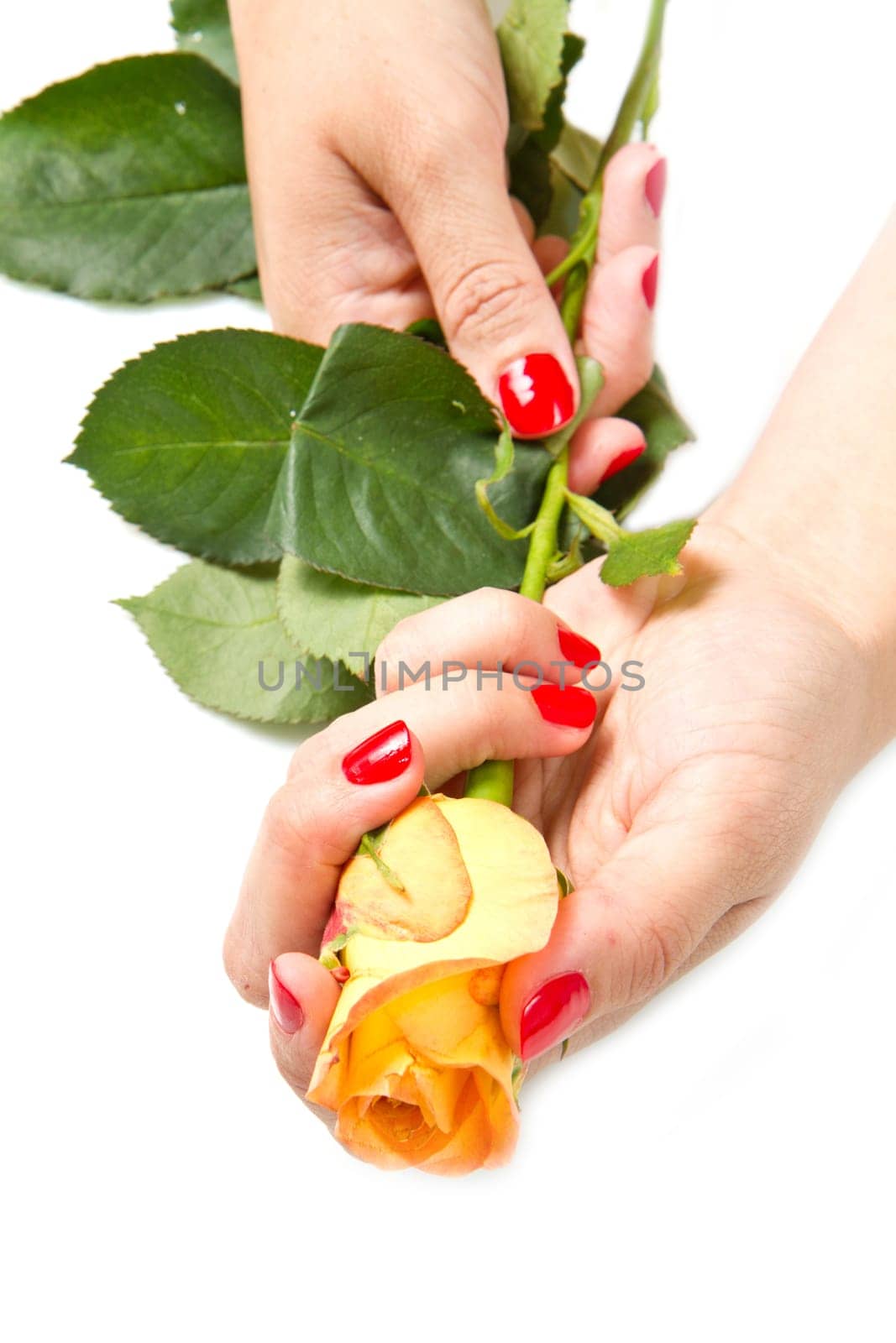 Woman hands with red manicure and rose