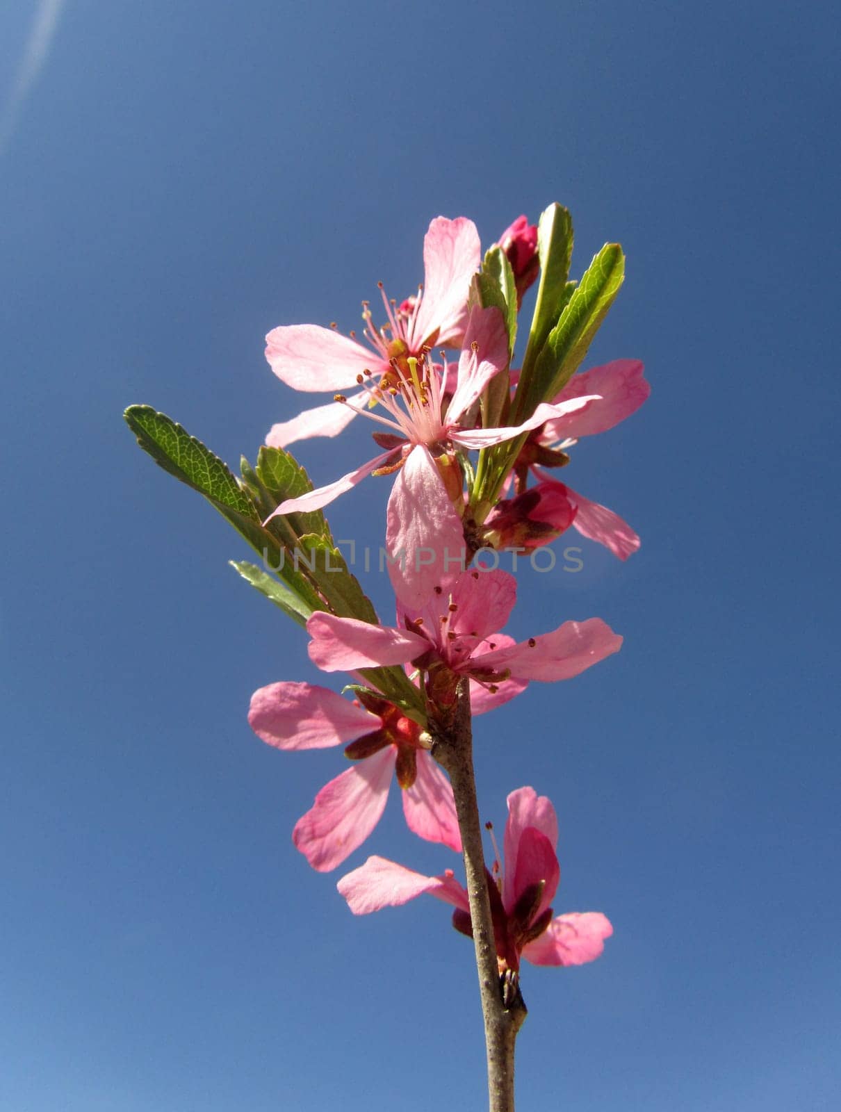 Daphne - Daphne mezereum