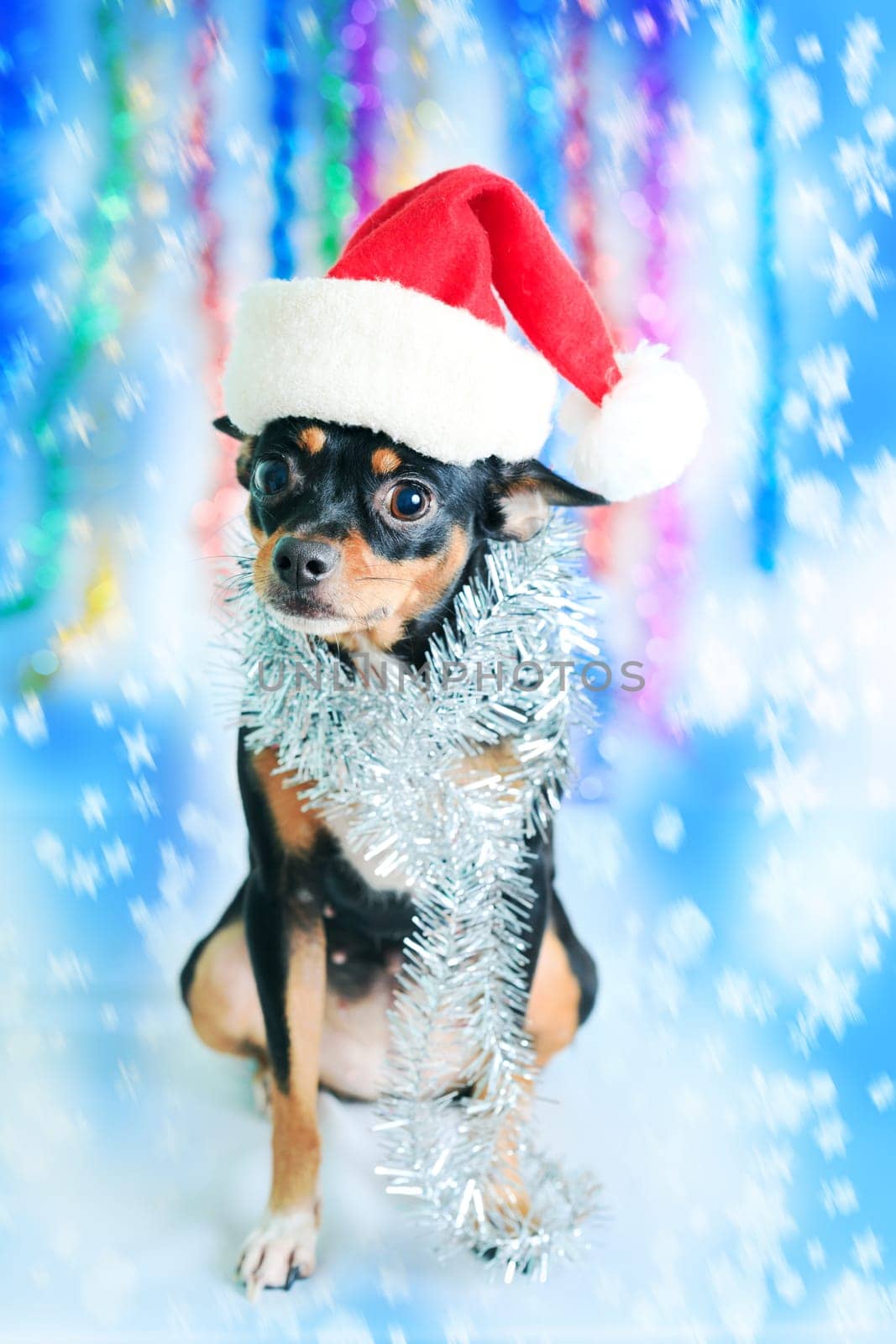 Toy terrier dog in a Santa&#039 s hat