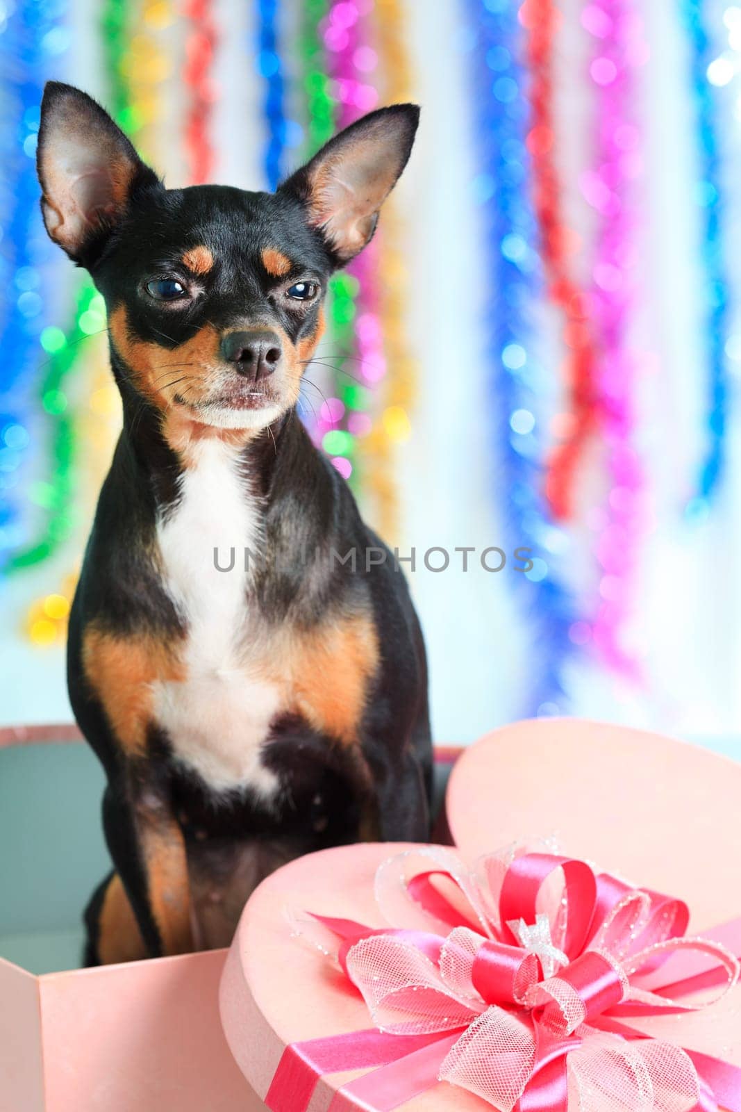 Toy terrier dog with gift box for christmas