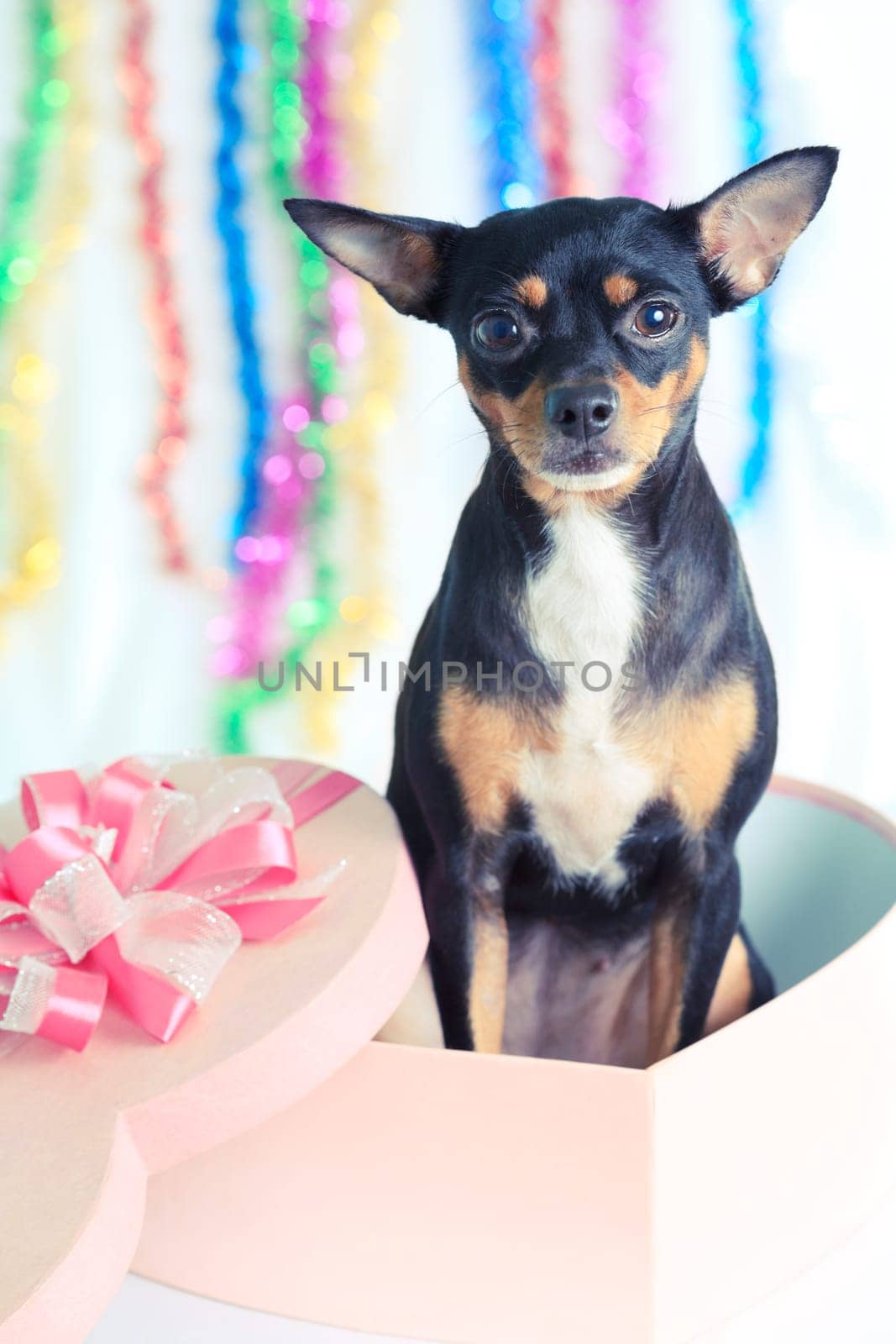 Toy terrier dog with gift box for christmas