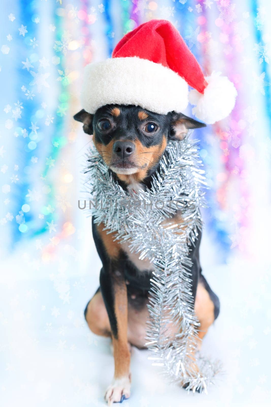 Toy terrier dog in a Santa&#039 s hat
