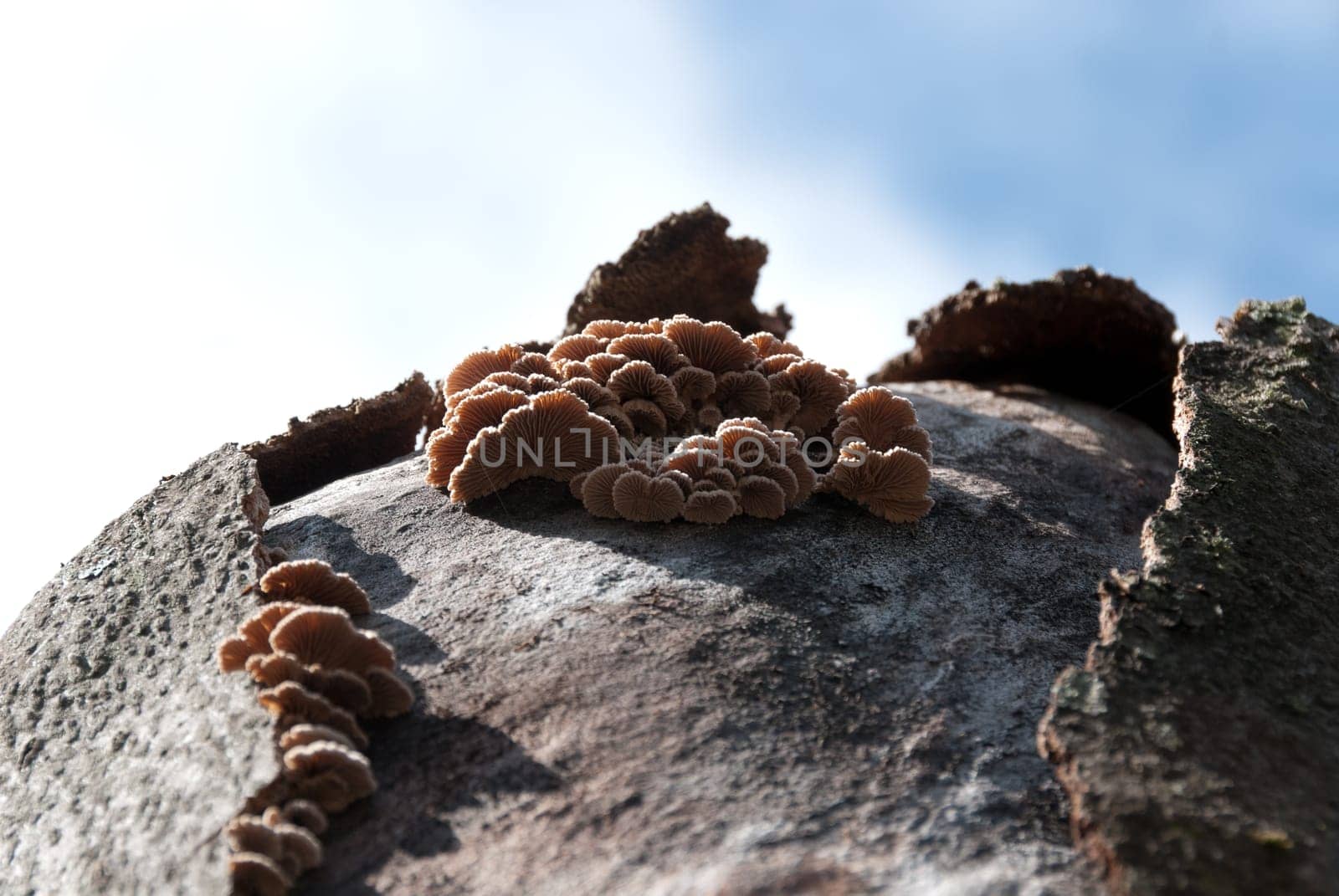 mushrooms on the bark of a tree